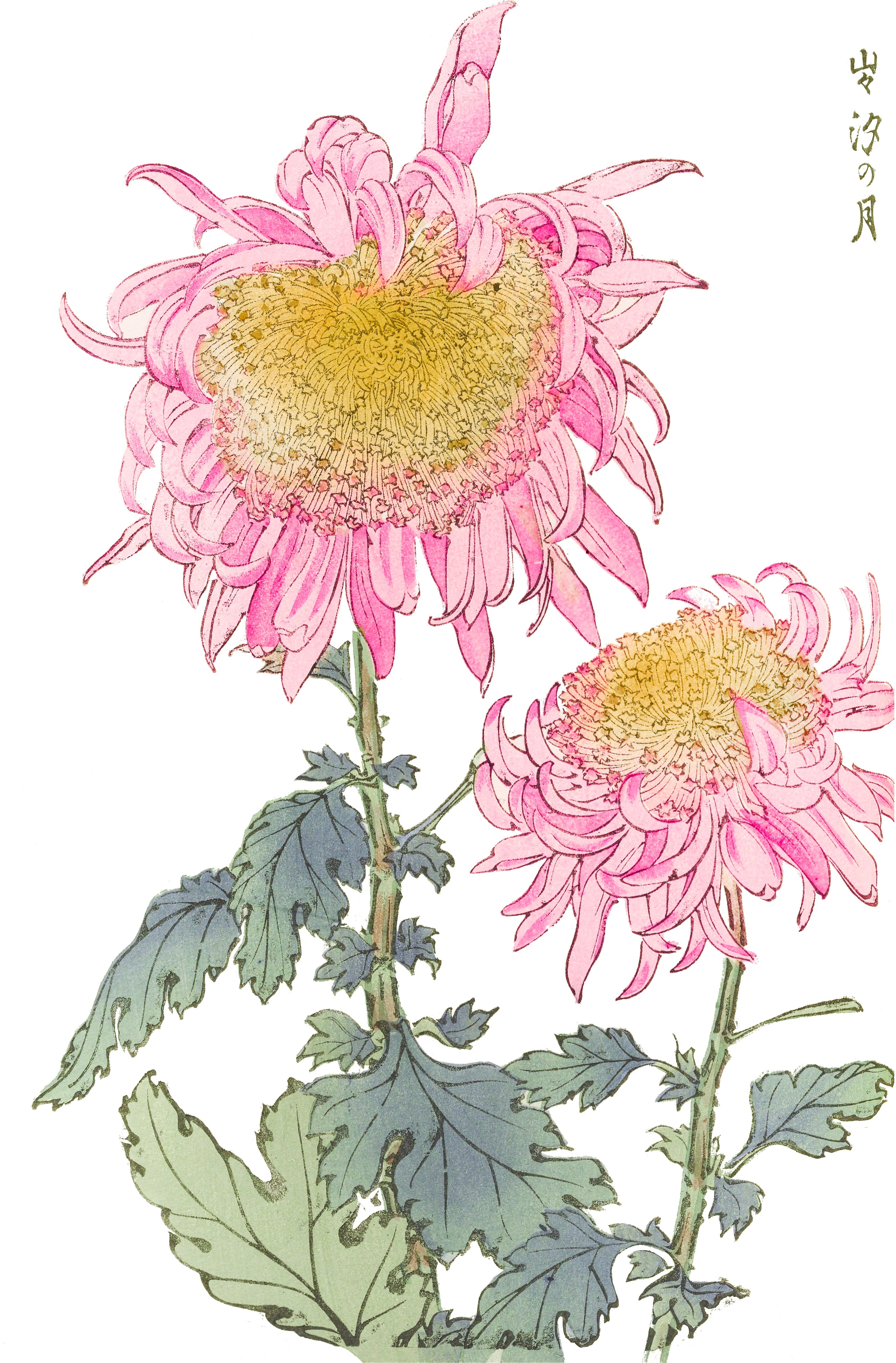 CHRYSANTHEMUMS 13