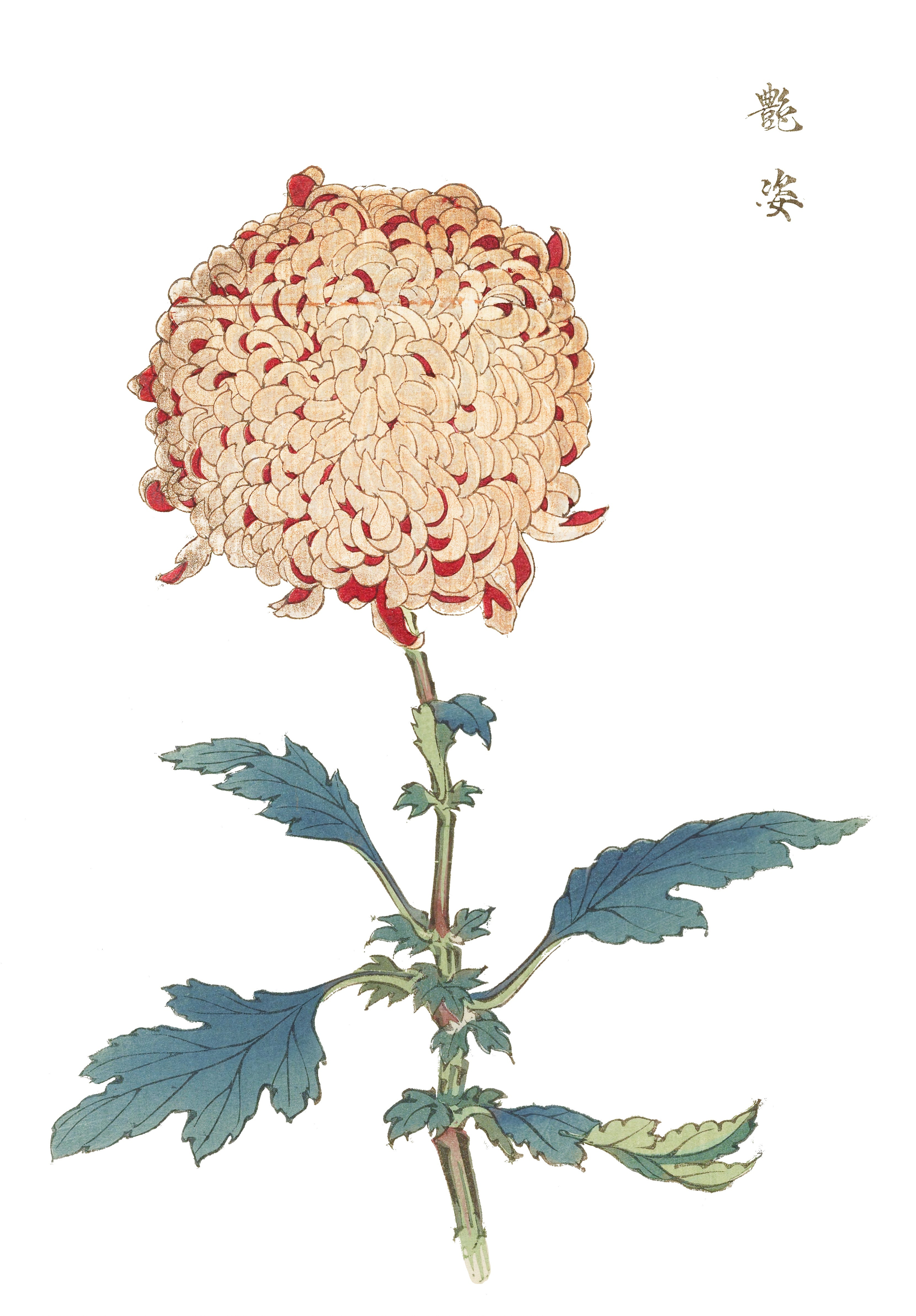 CHRYSANTHEMUMS 17