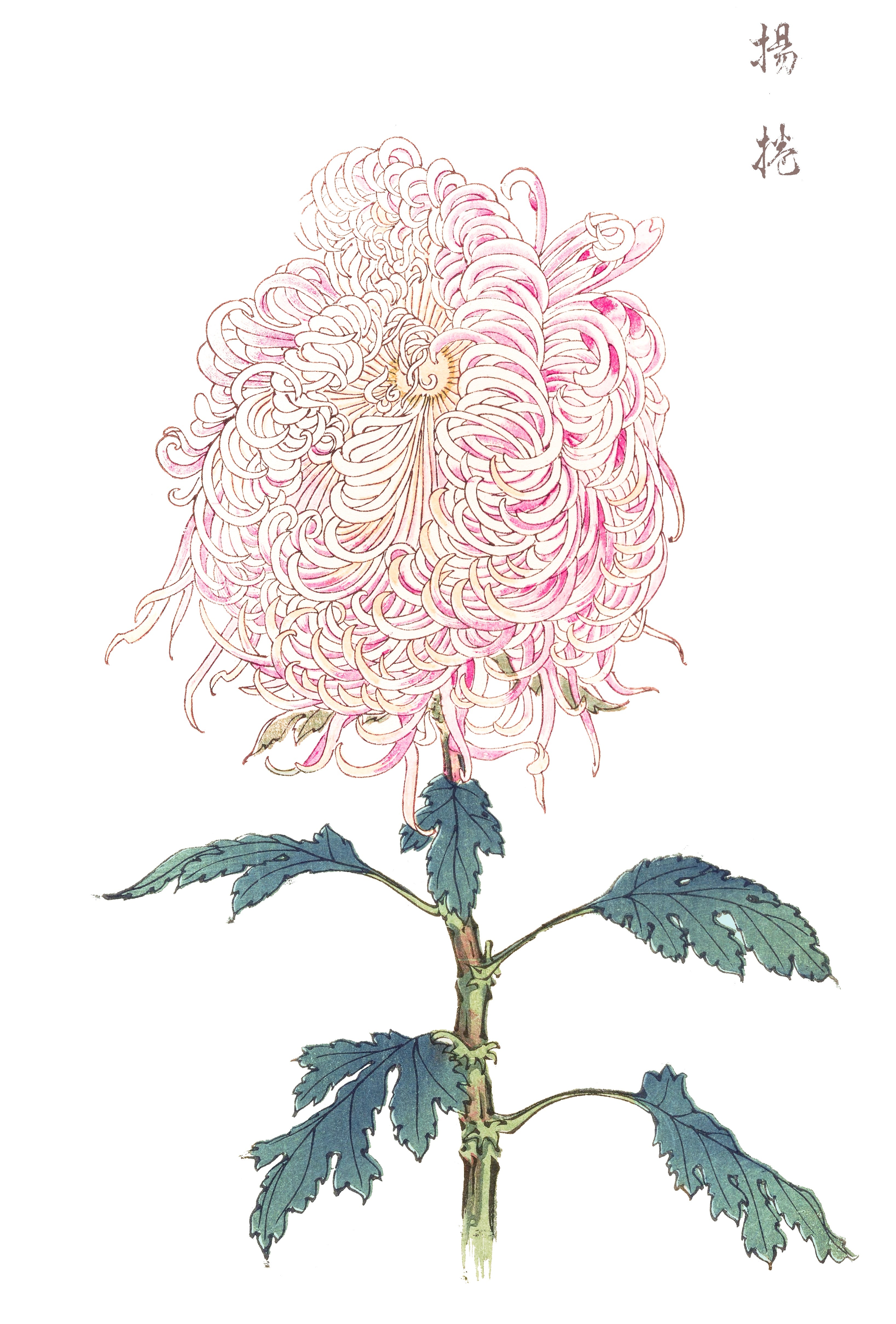 CHRYSANTHEMUMS 18