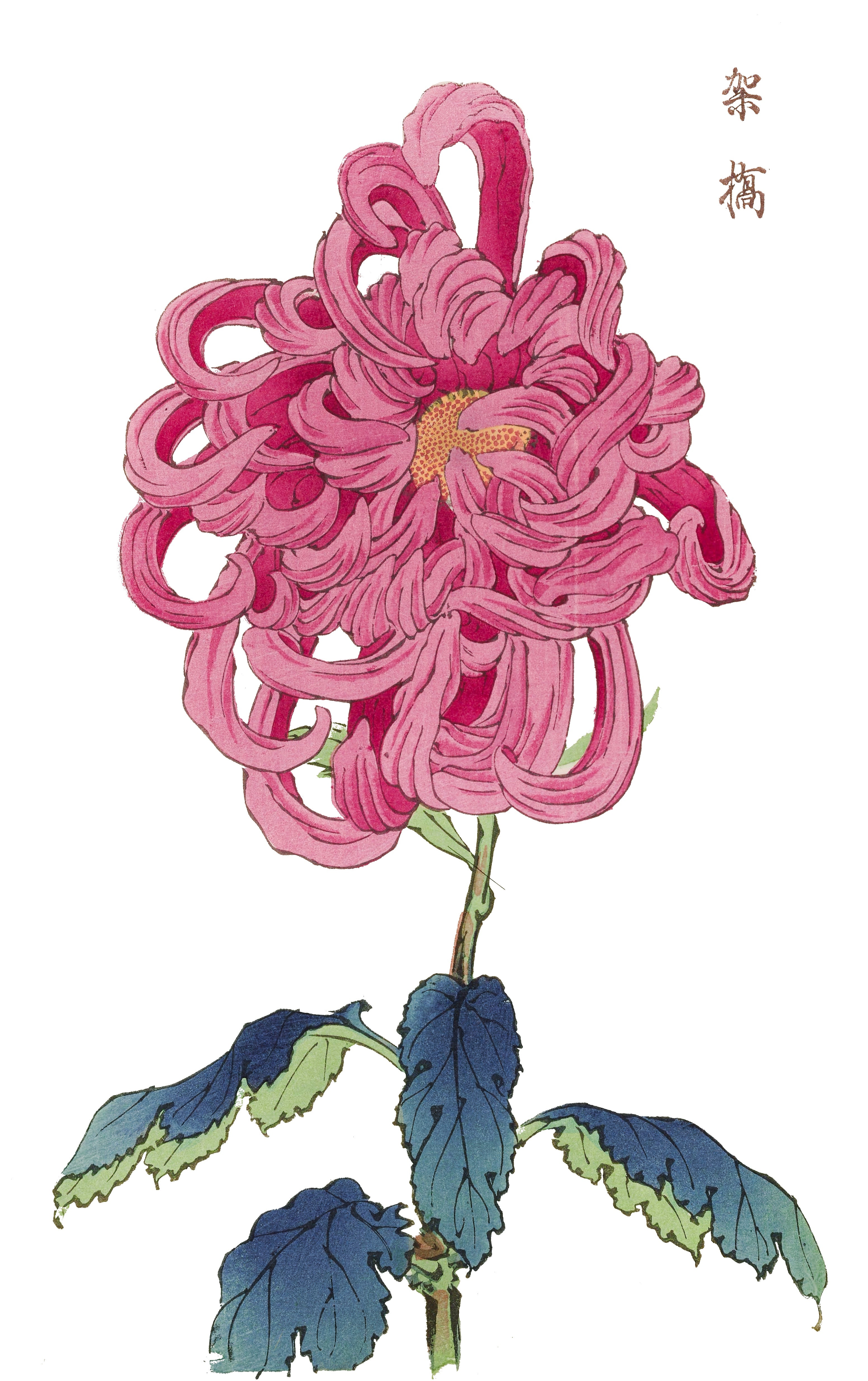 CHRYSANTHEMUMS 20