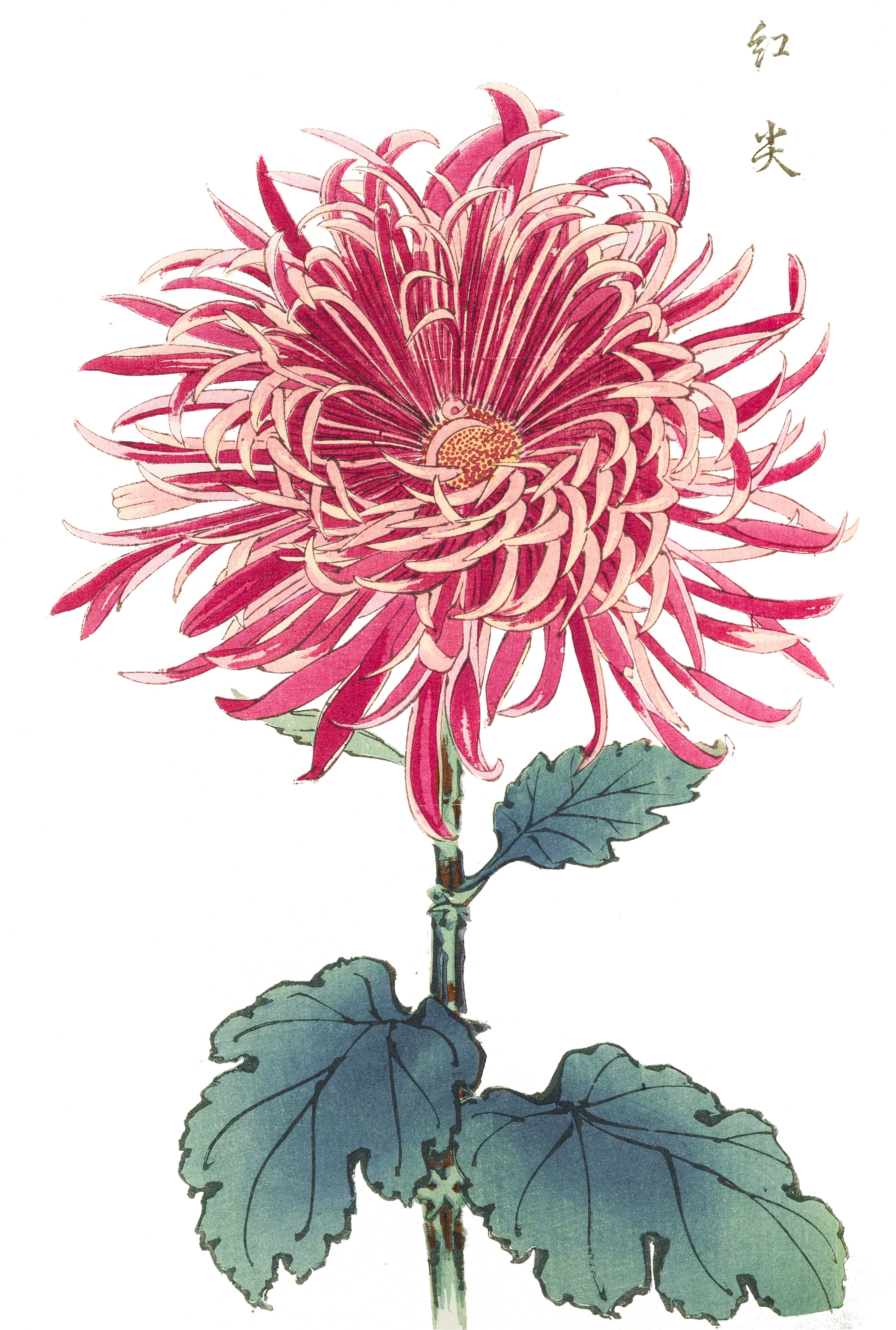 CHRYSANTHEMUMS 22