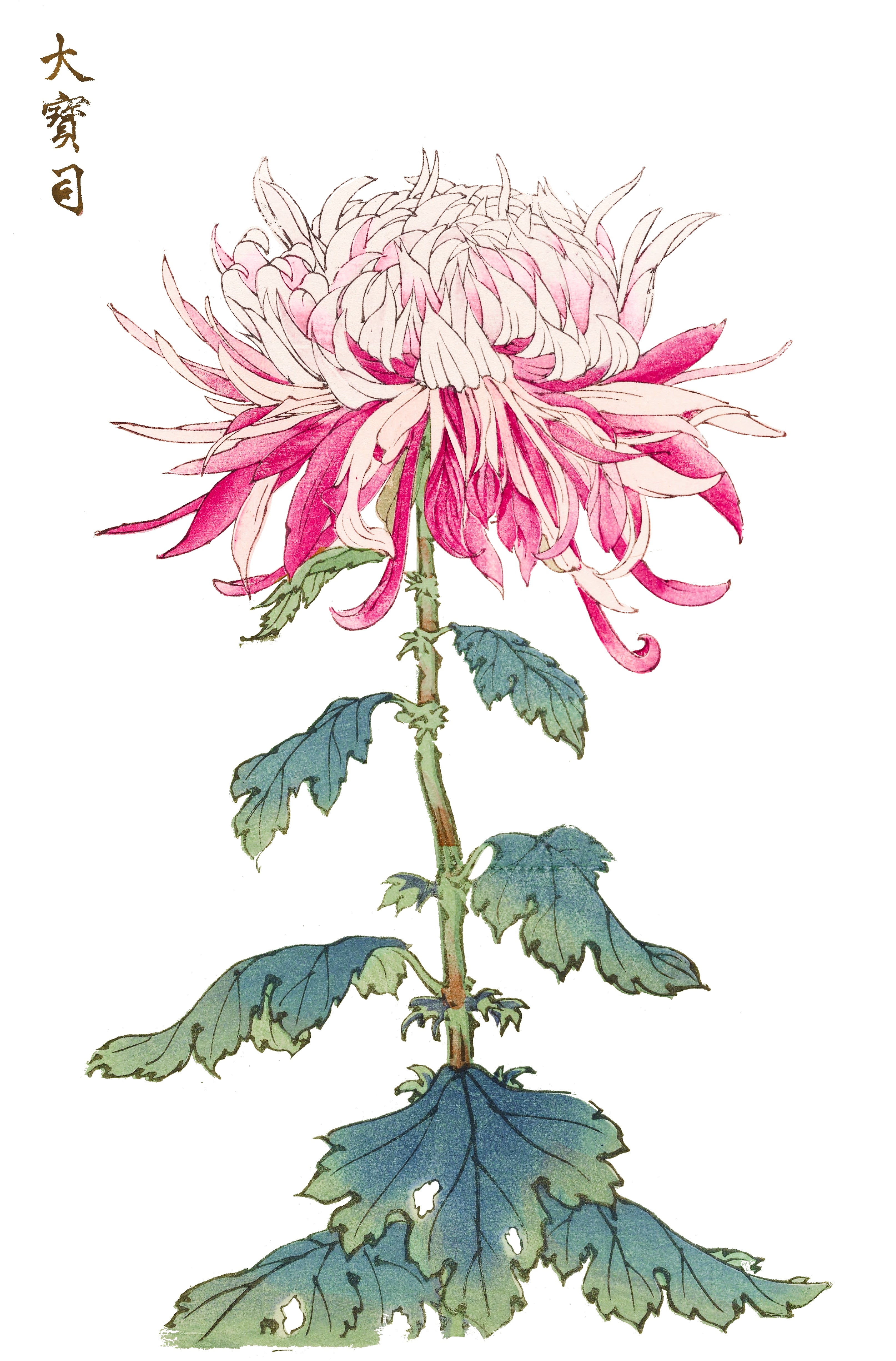 CHRYSANTHEMUMS 23
