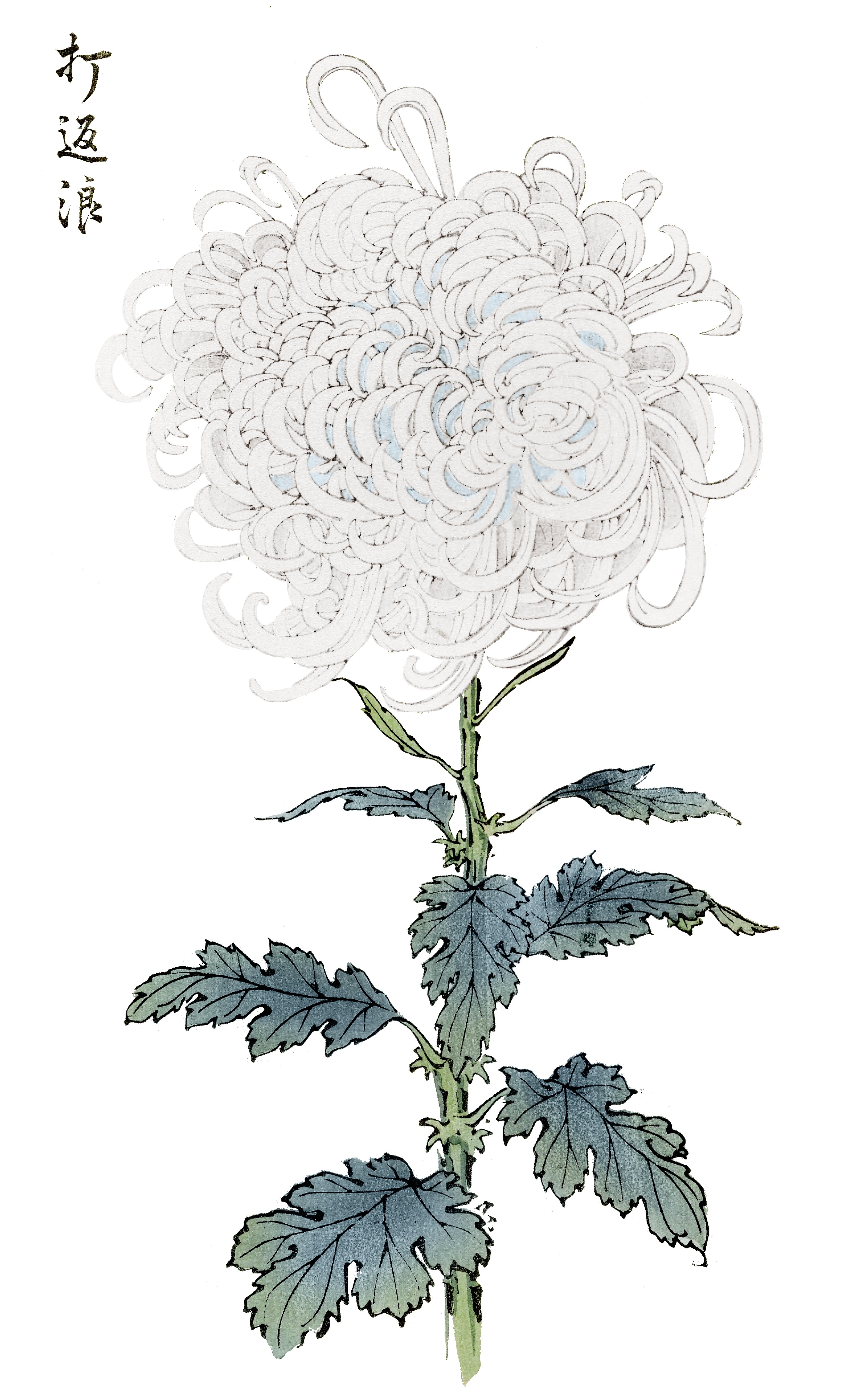 CHRYSANTHEMUMS 24