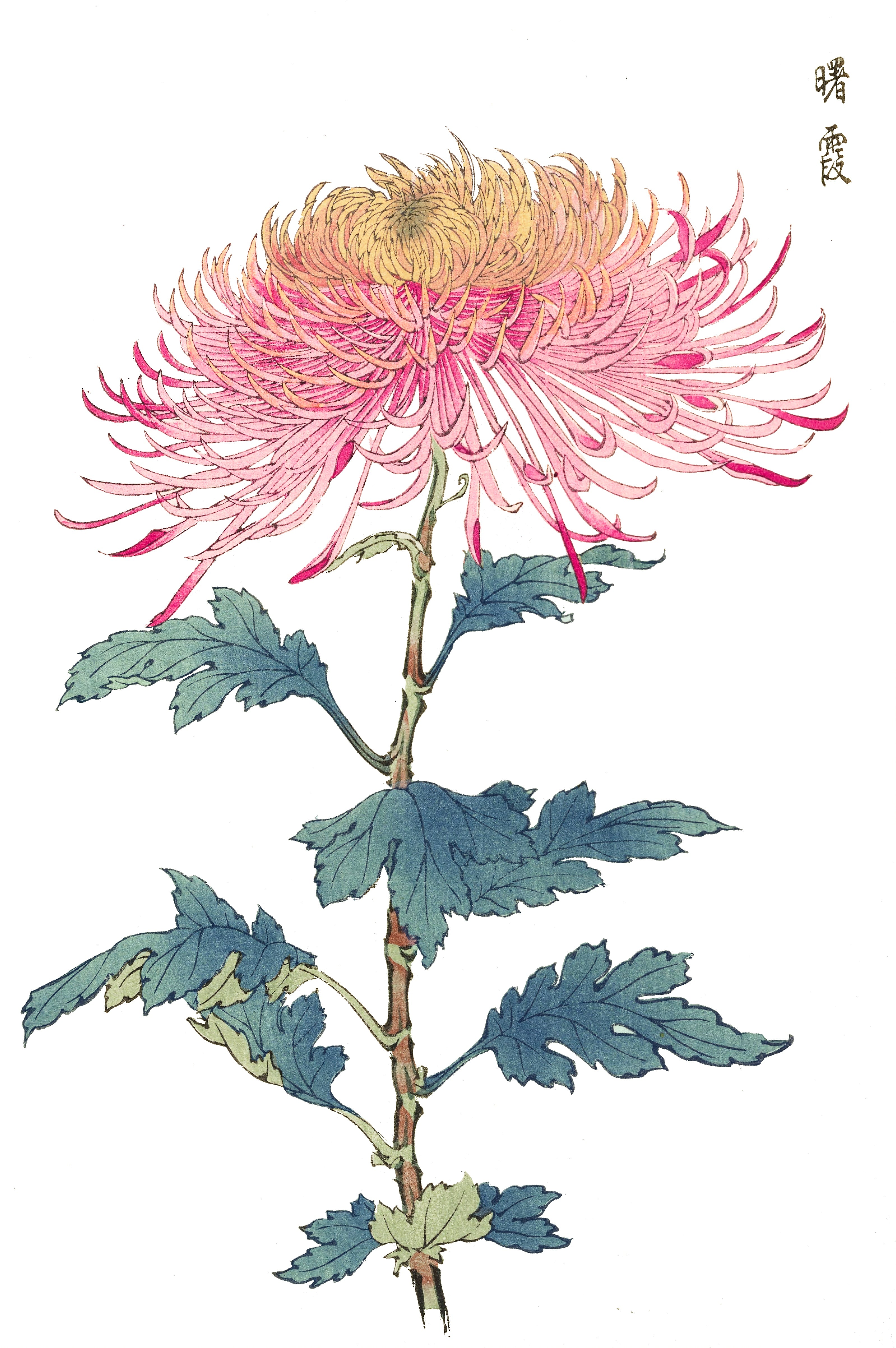CHRYSANTHEMUMS 27