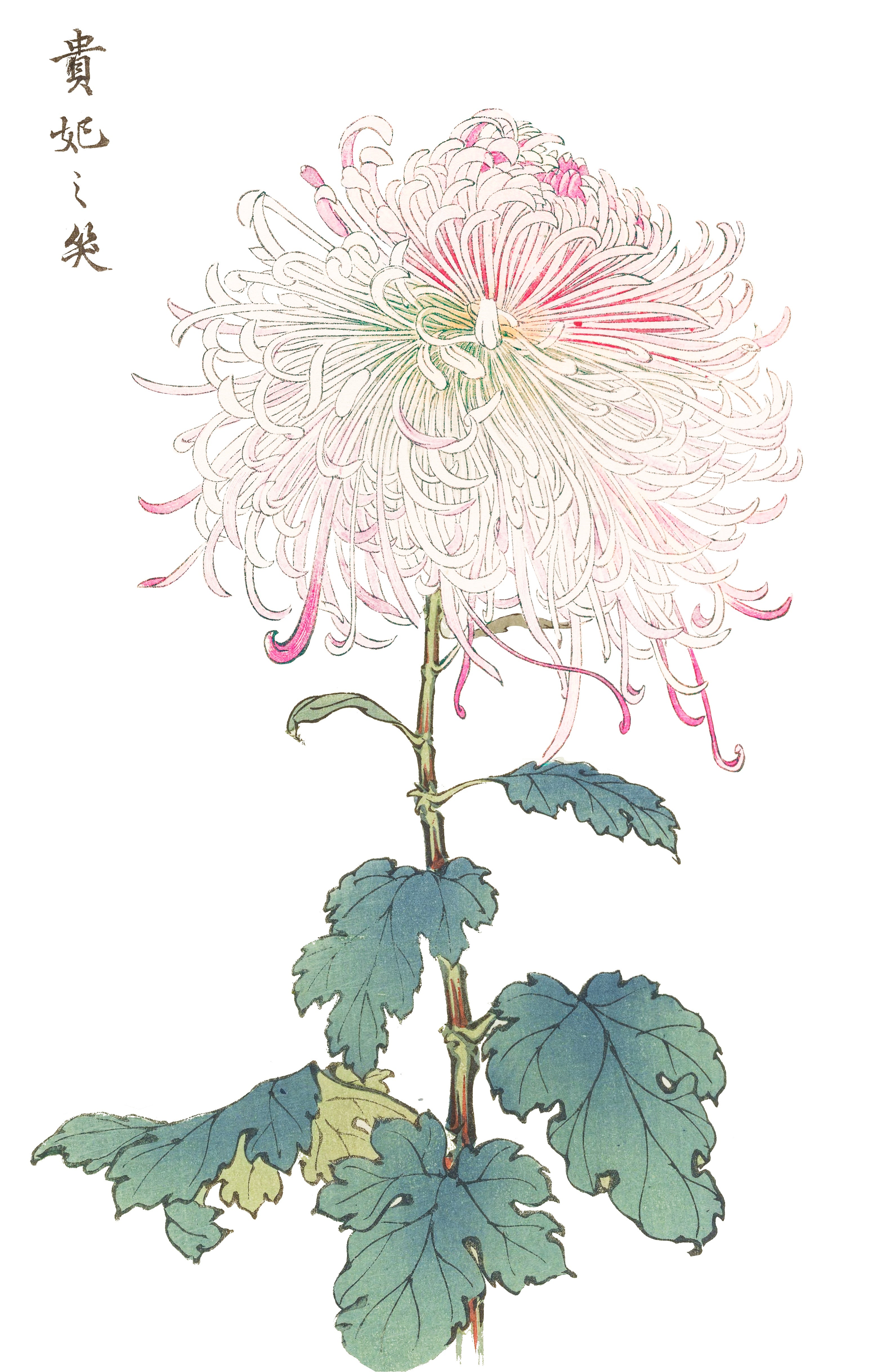 CHRYSANTHEMUMS 30