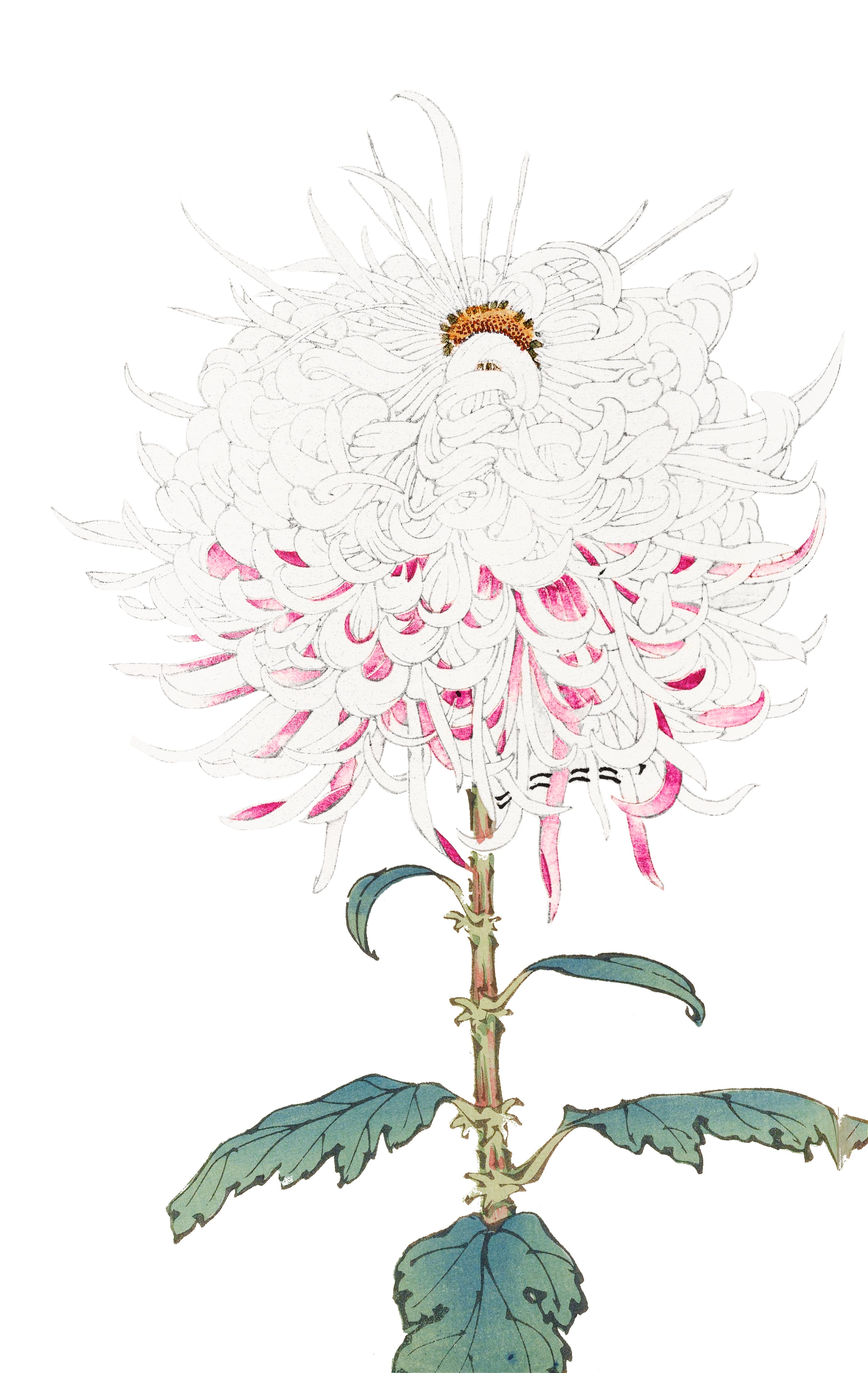 CHRYSANTHEMUMS 33