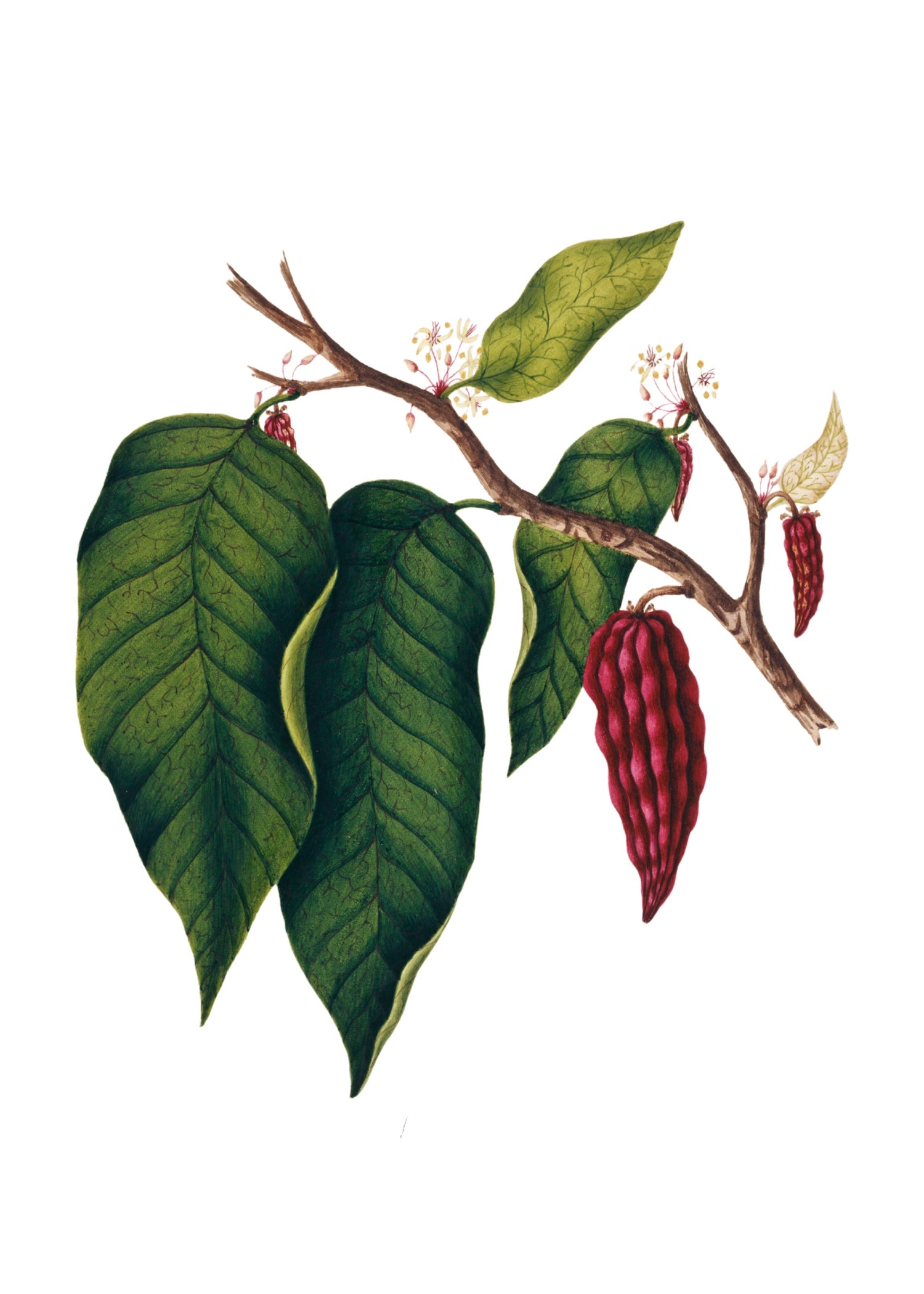 INDIAN BOTANICALS 4