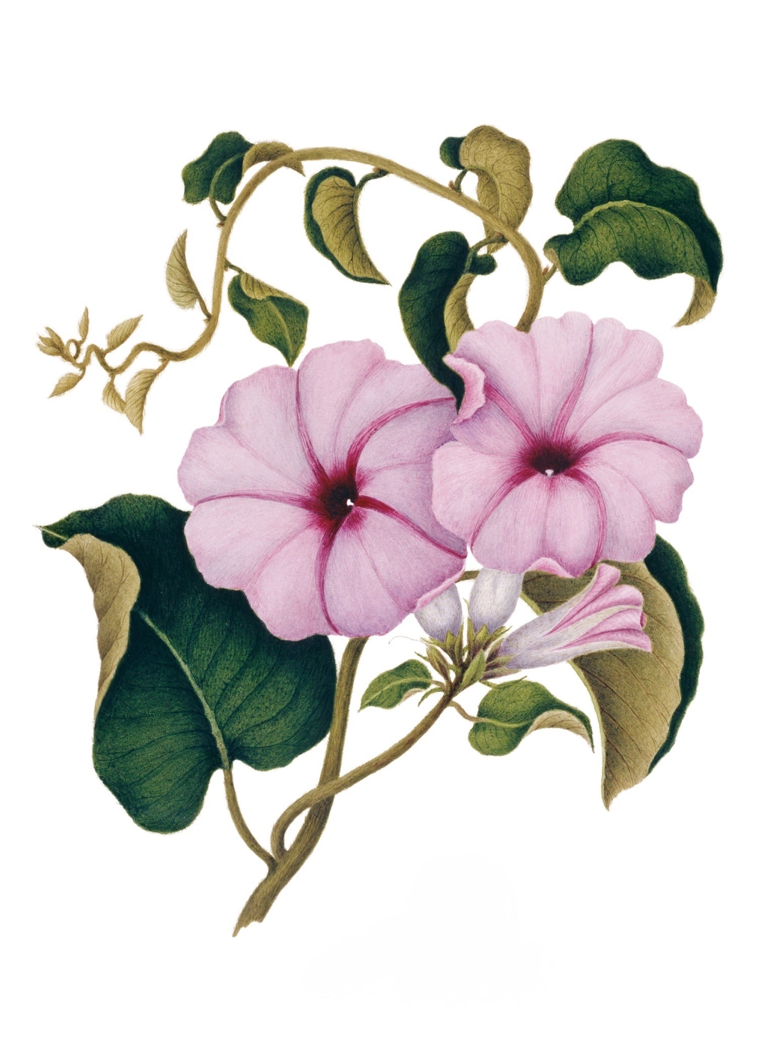 INDIAN BOTANICALS 23