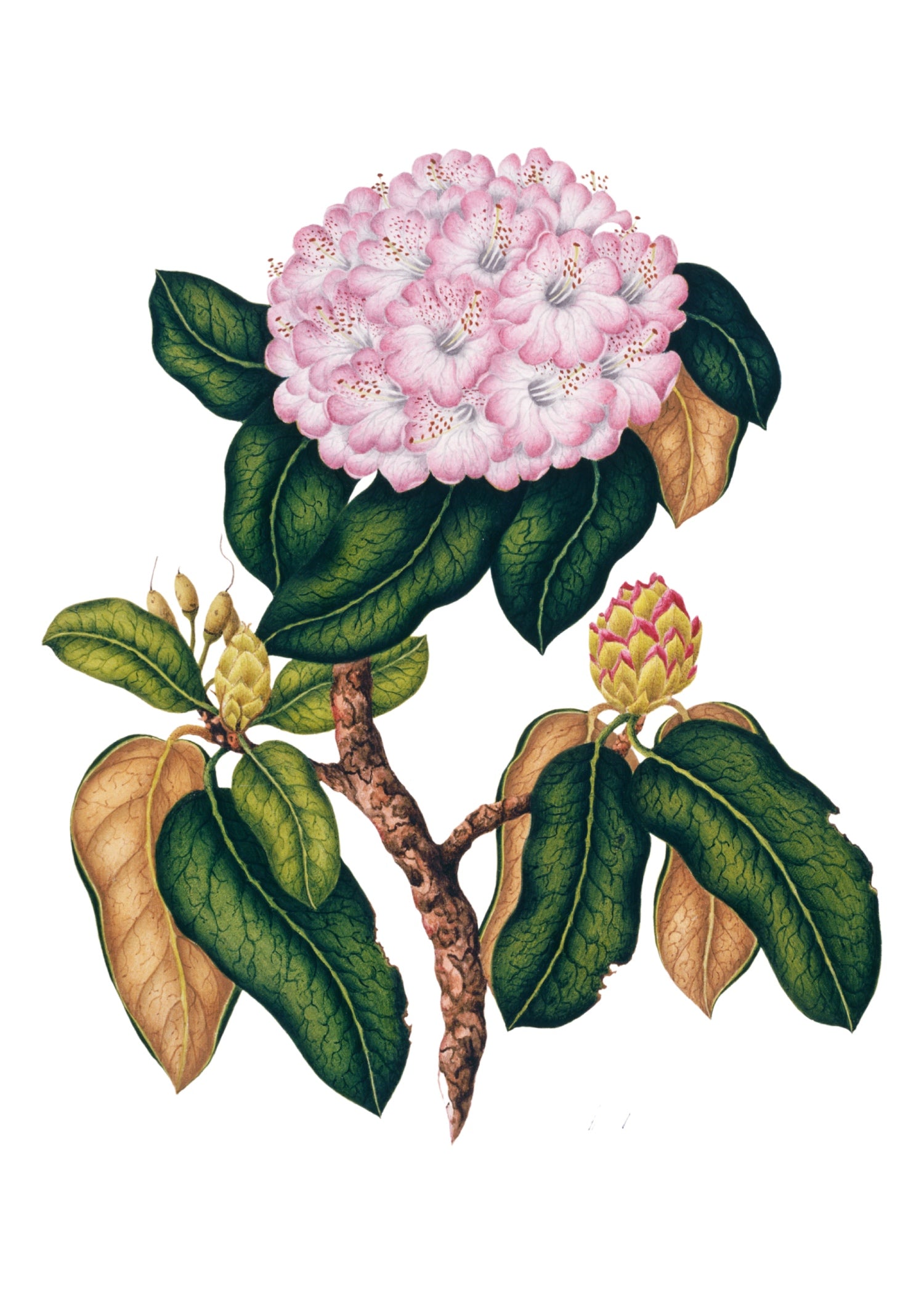 INDIAN BOTANICALS 12