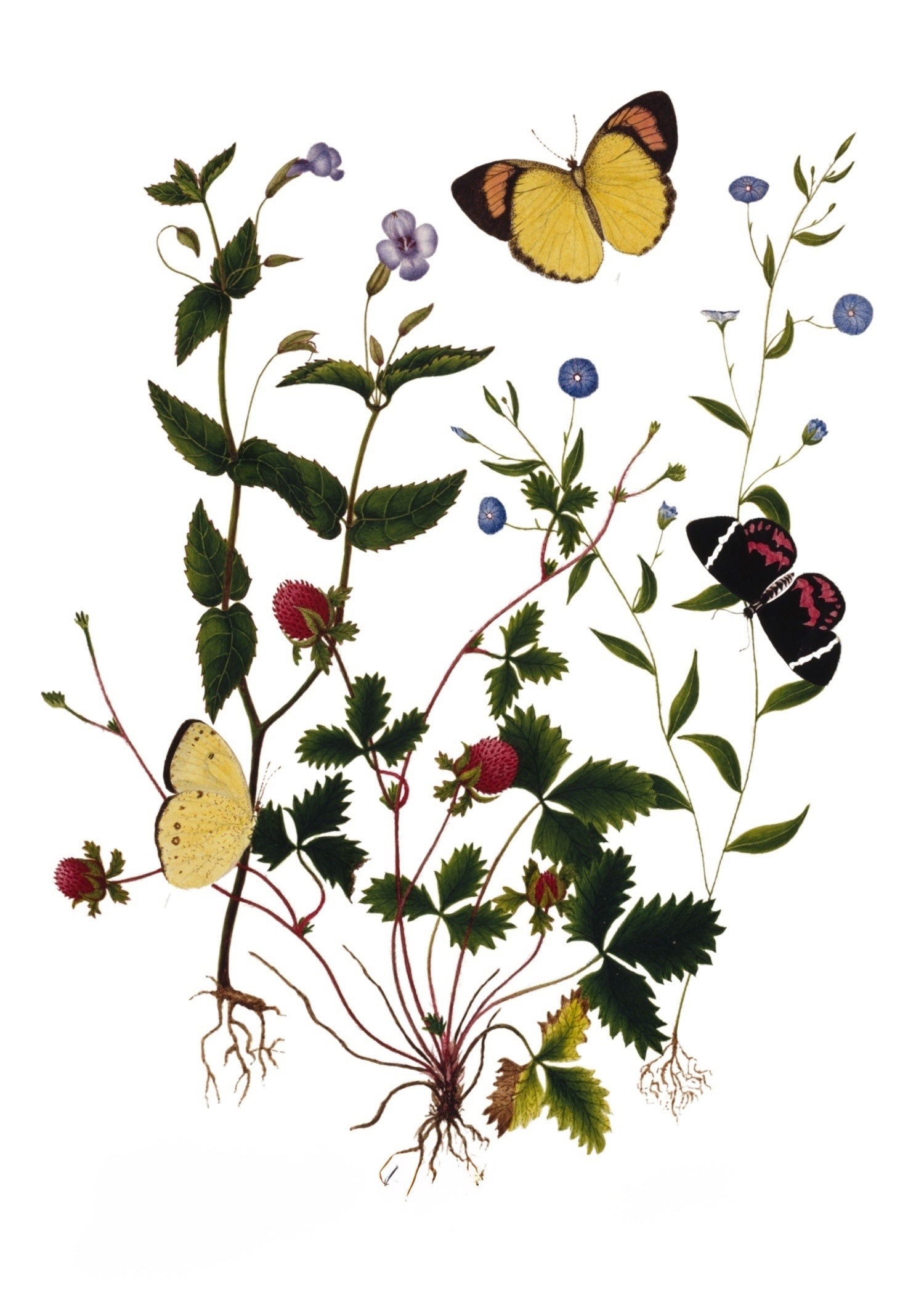 INDIAN BOTANICALS 14