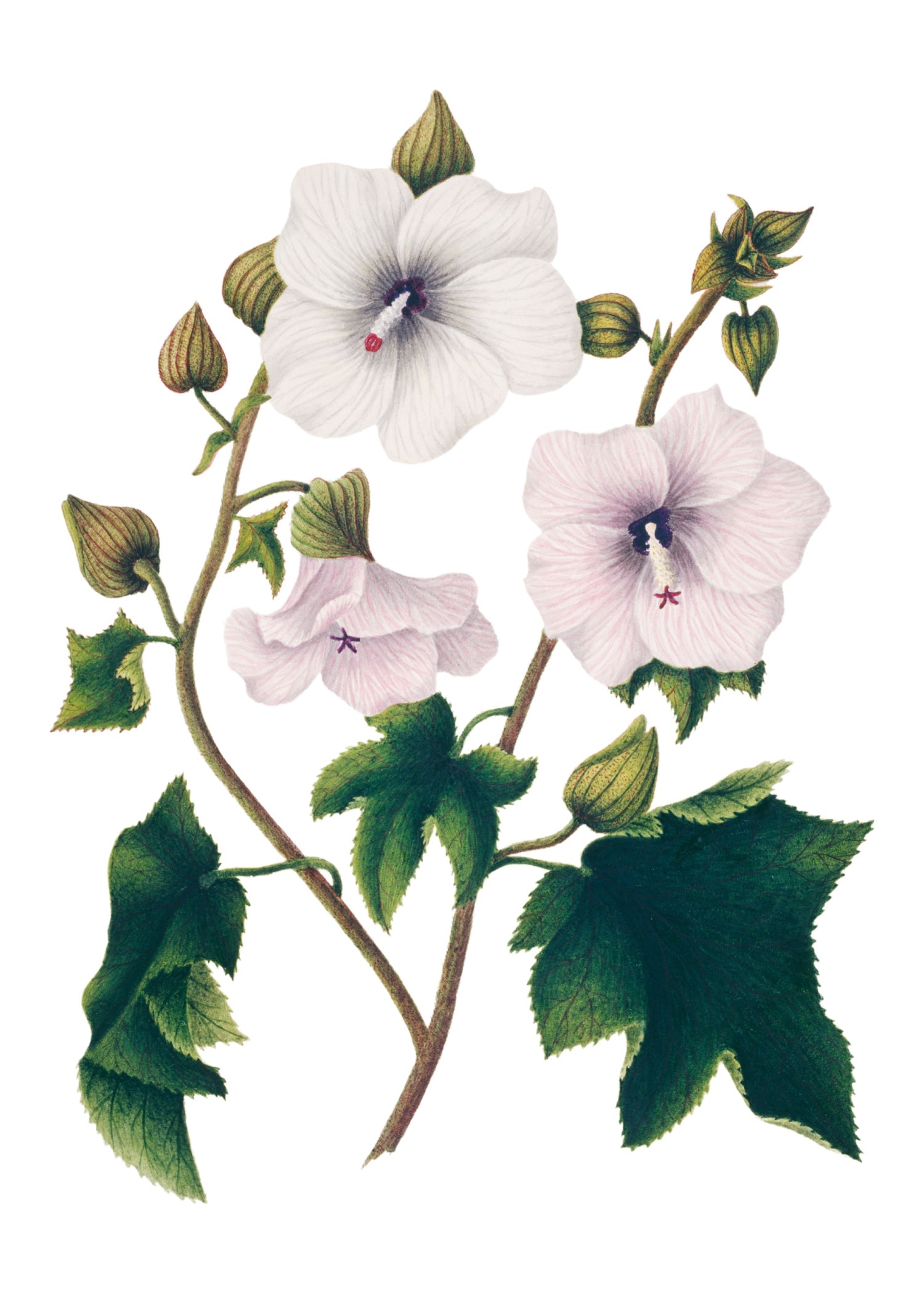 INDIAN BOTANICALS 15