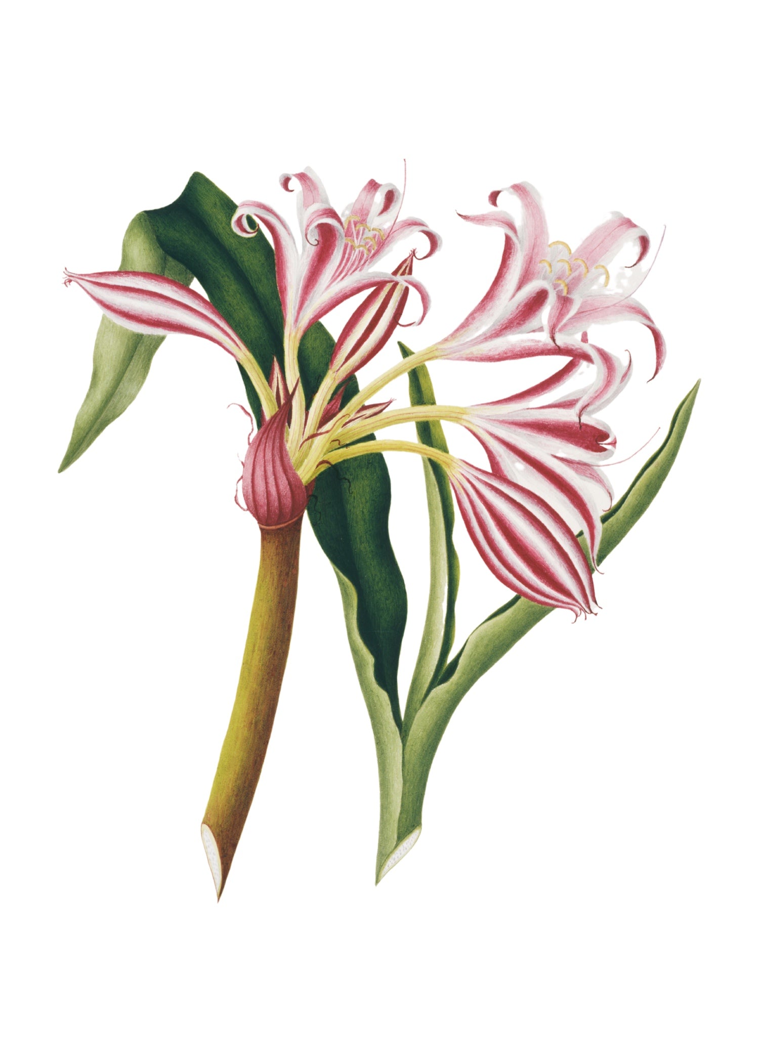 INDIAN BOTANICALS 22