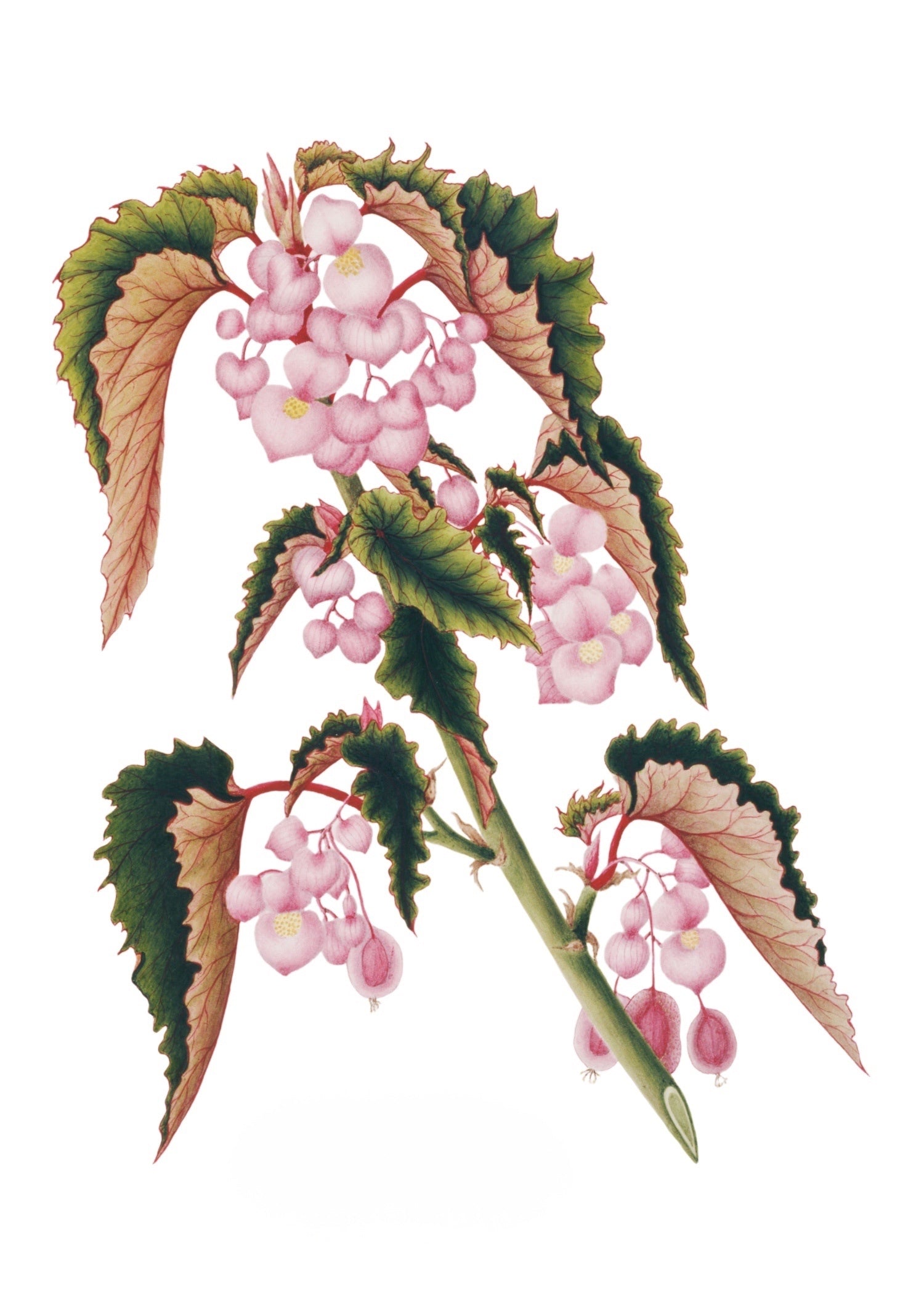 INDIAN BOTANICALS 16