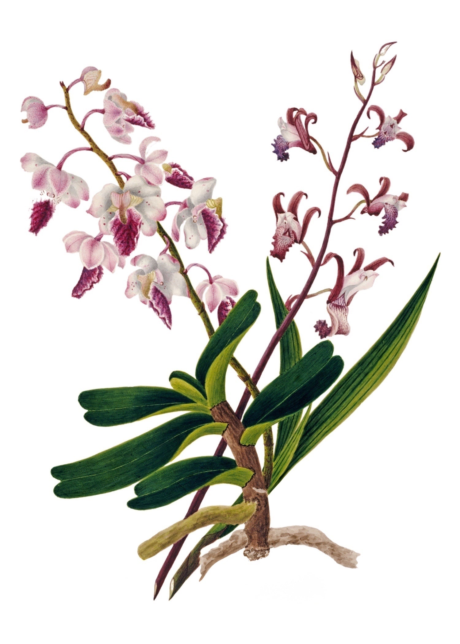 INDIAN BOTANICALS 19