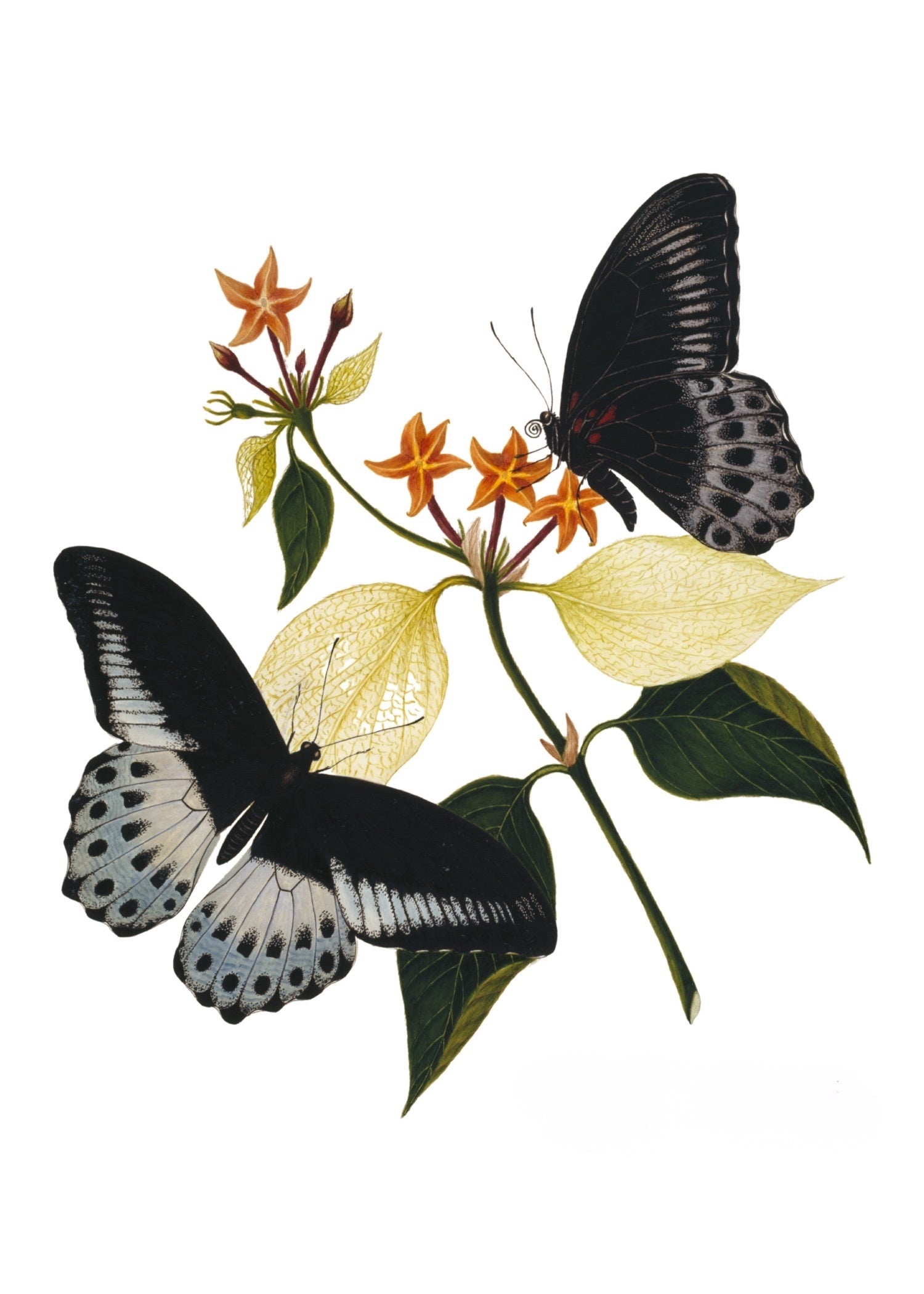 INDIAN BOTANICALS 20