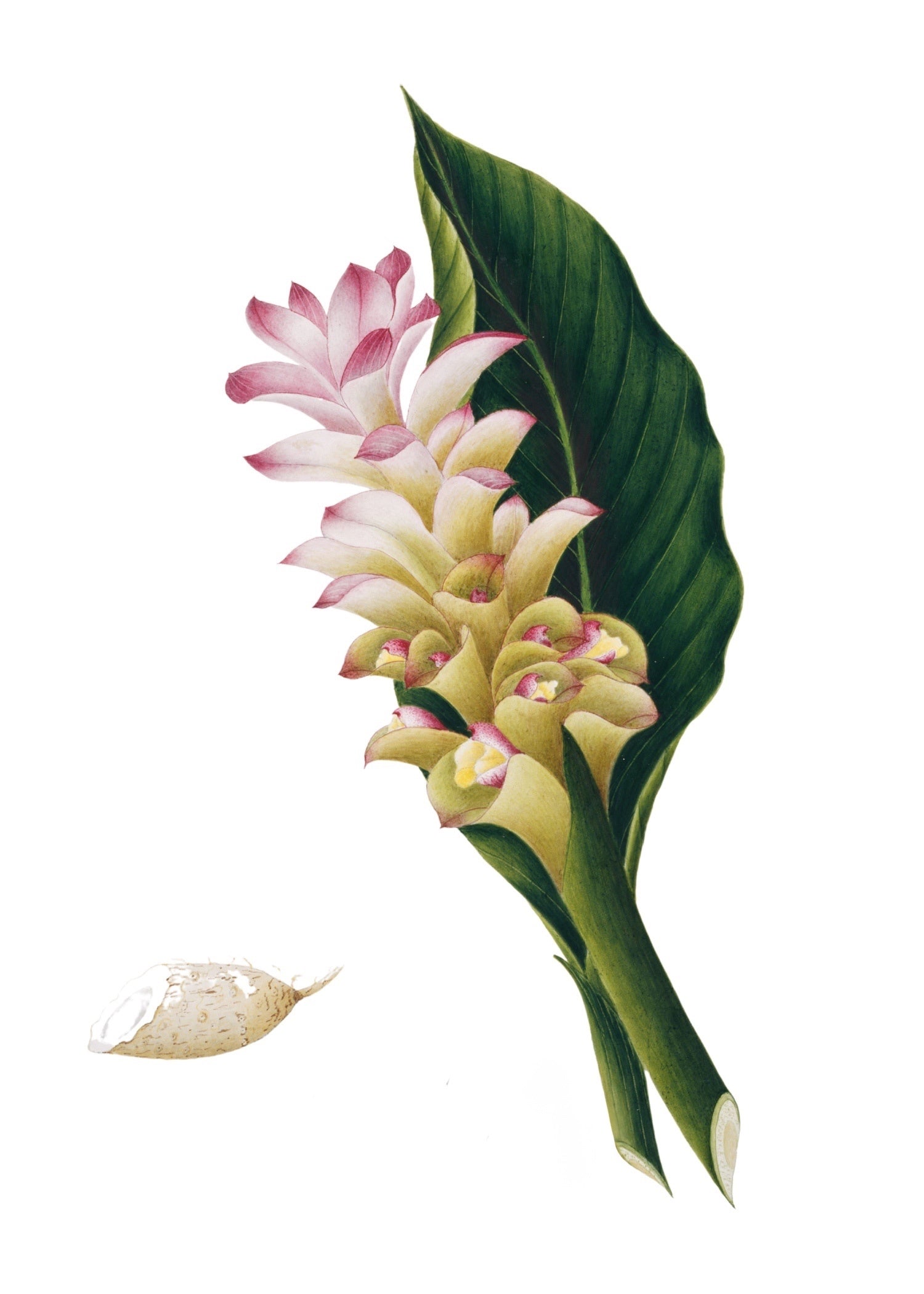 INDIAN BOTANICALS 3