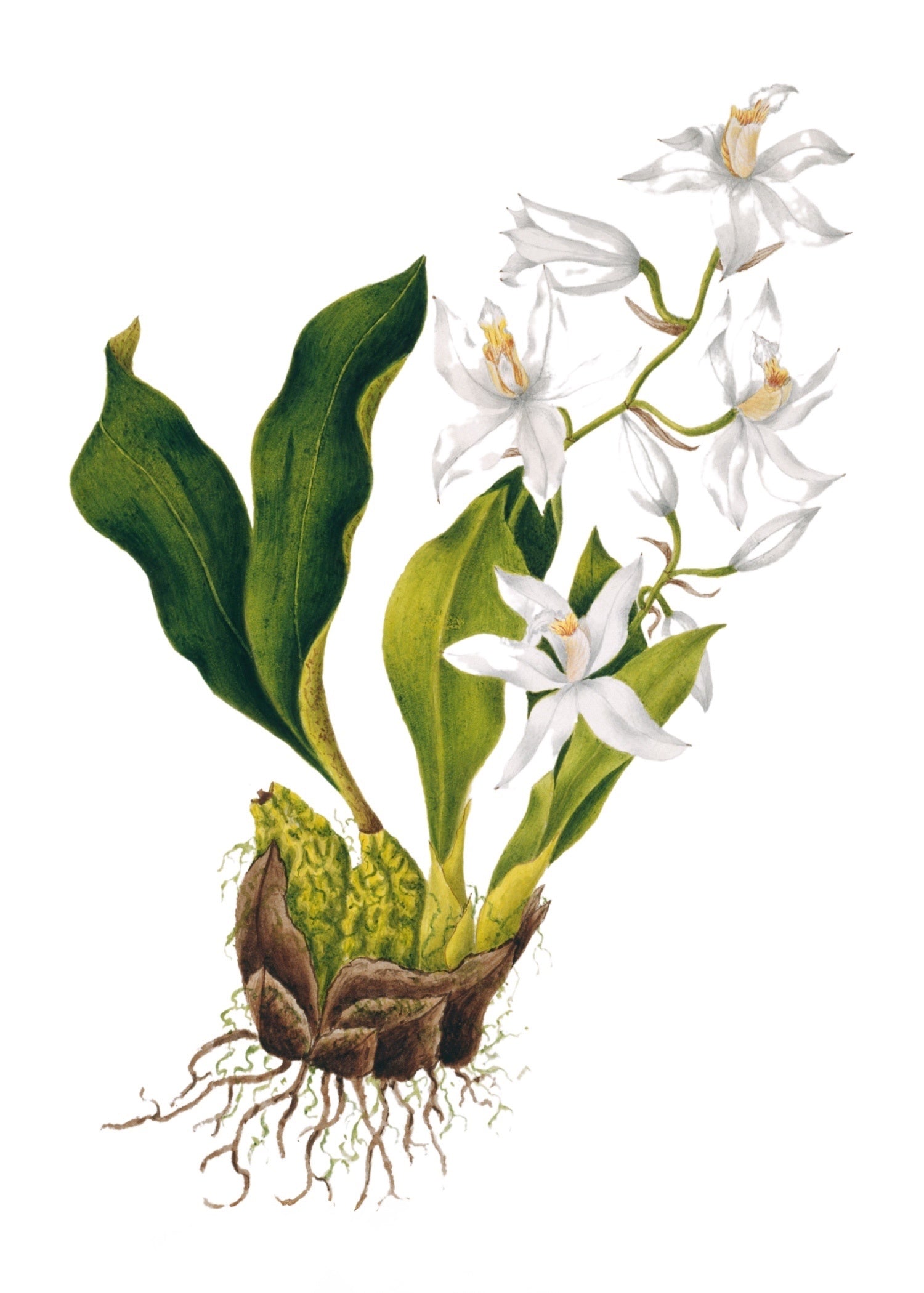 INDIAN BOTANICALS 8