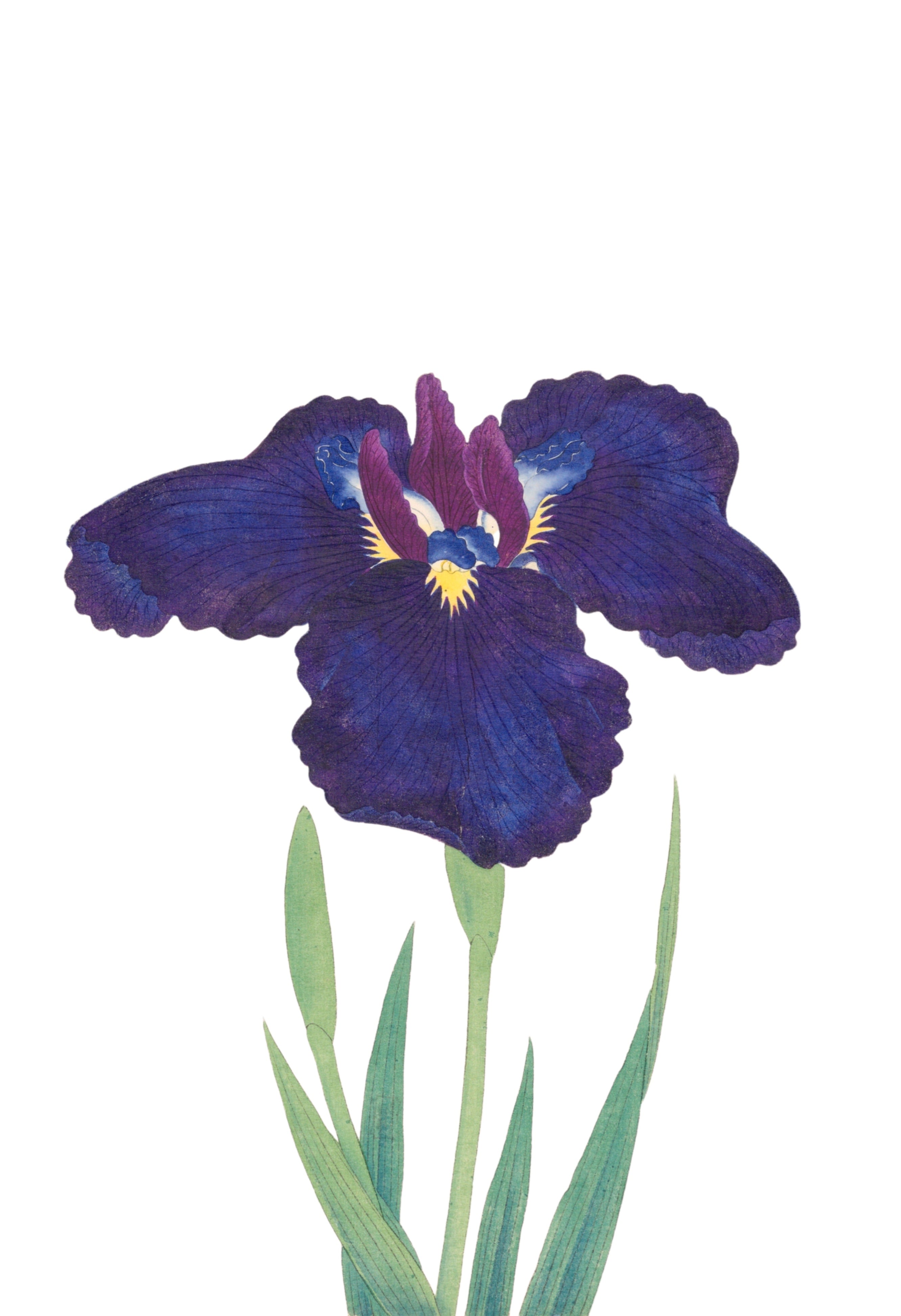 JAPANESE IRIS 10