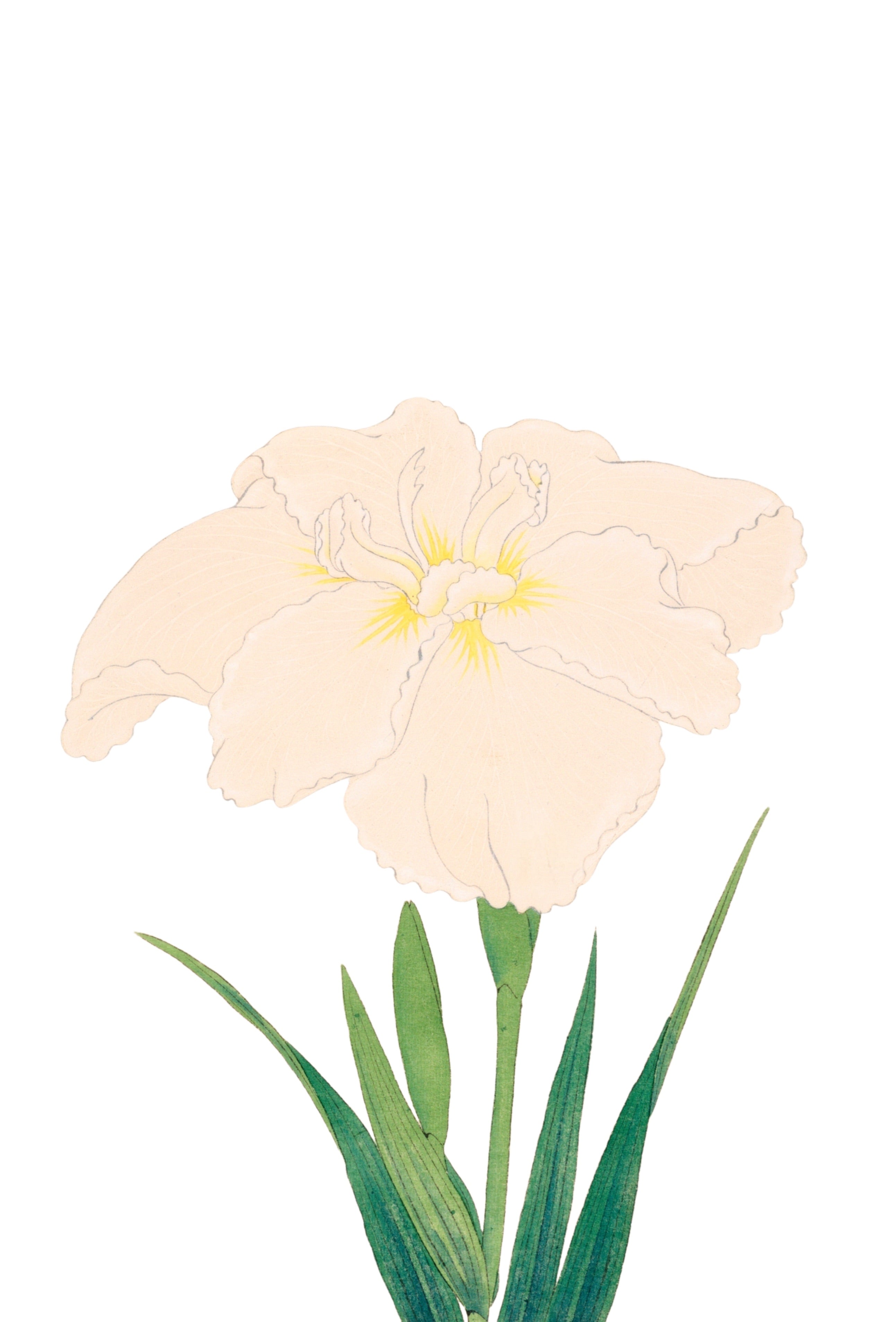 JAPANESE IRIS 13
