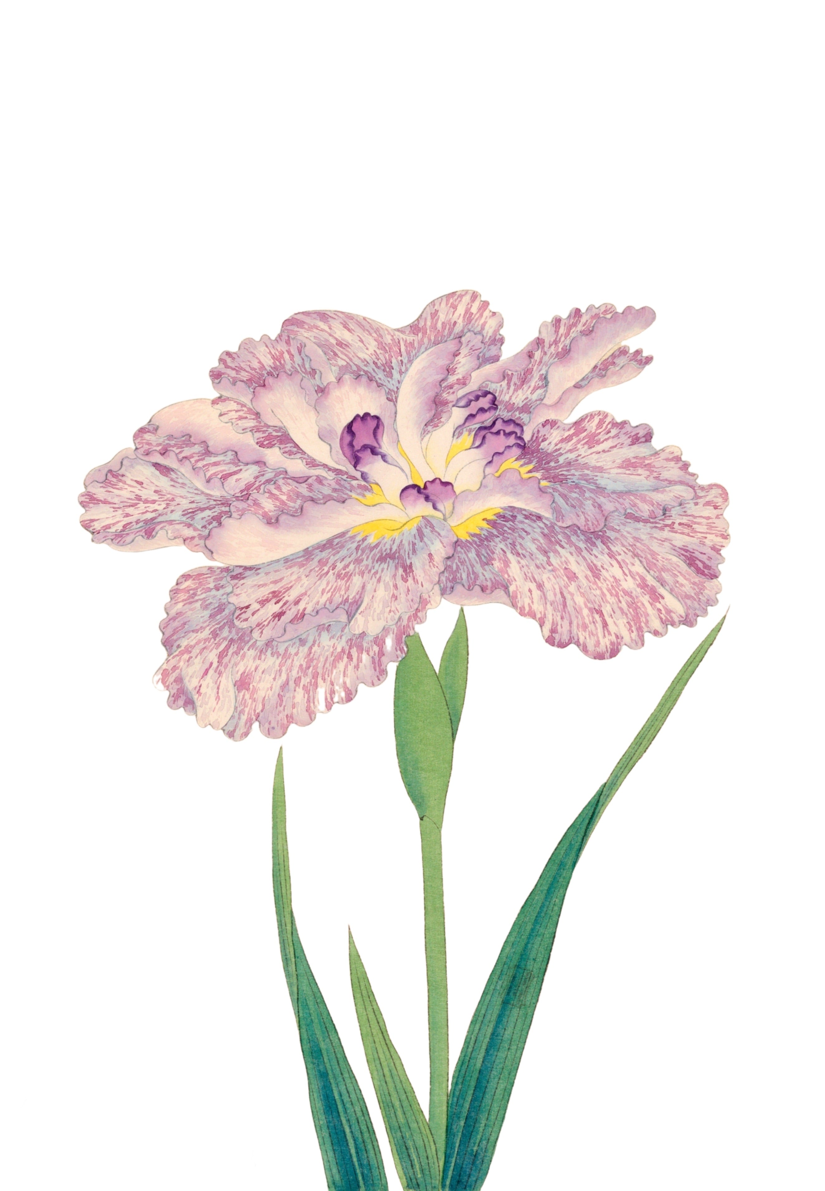 JAPANESE IRIS 15