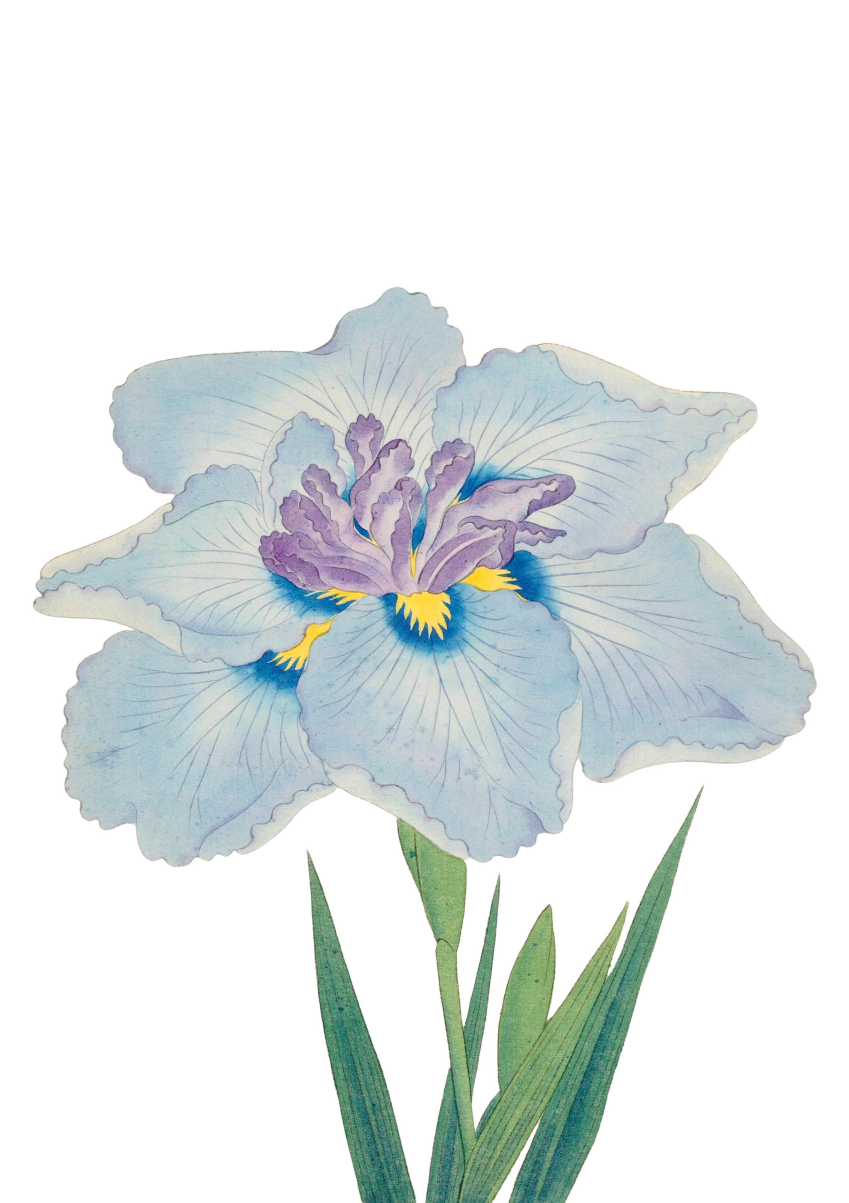 JAPANESE IRIS 16