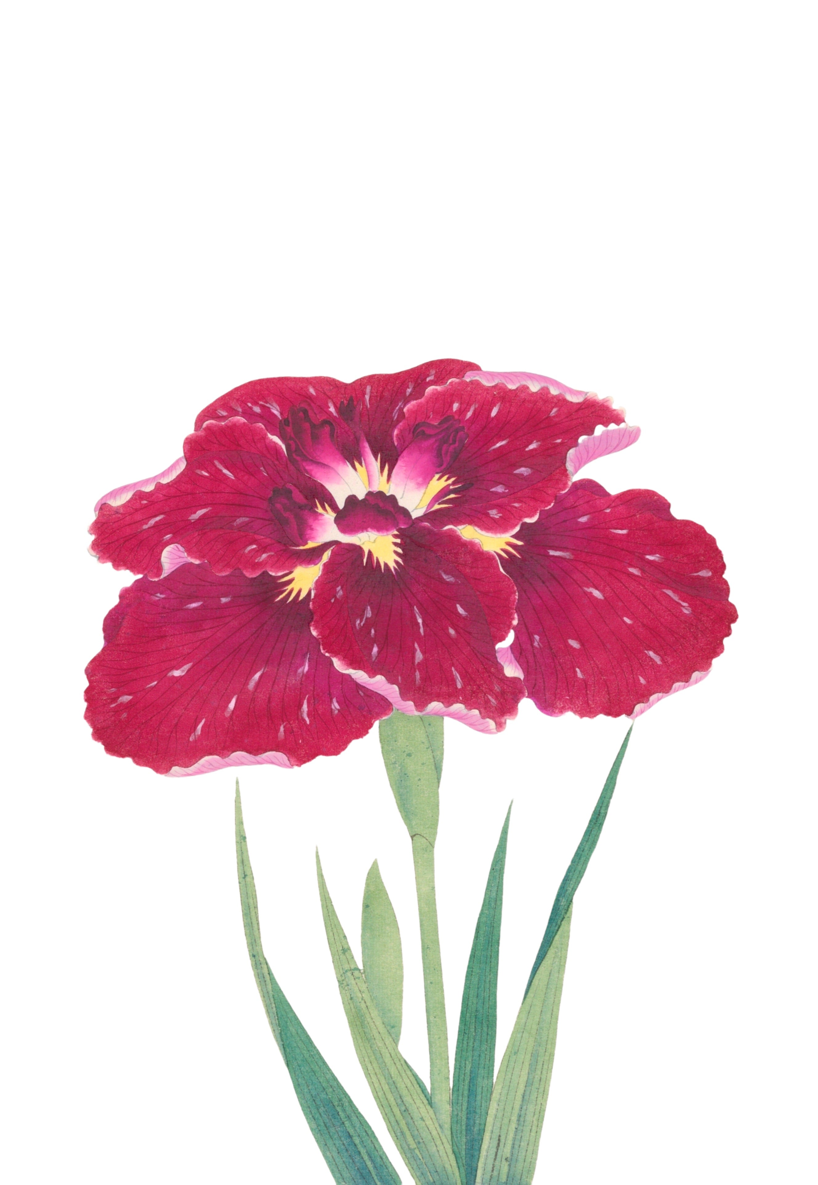 JAPANESE IRIS 18