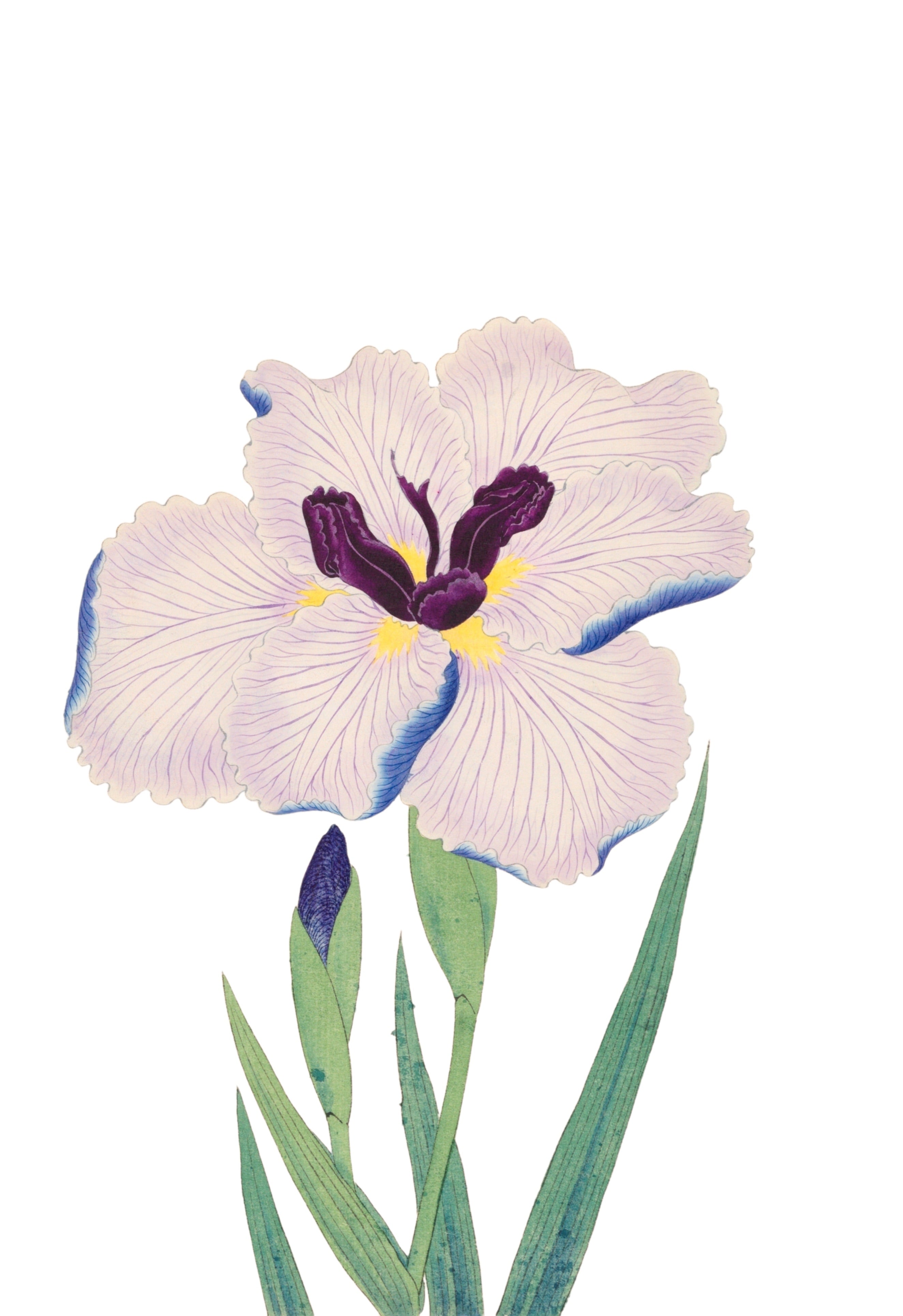 JAPANESE IRIS 20