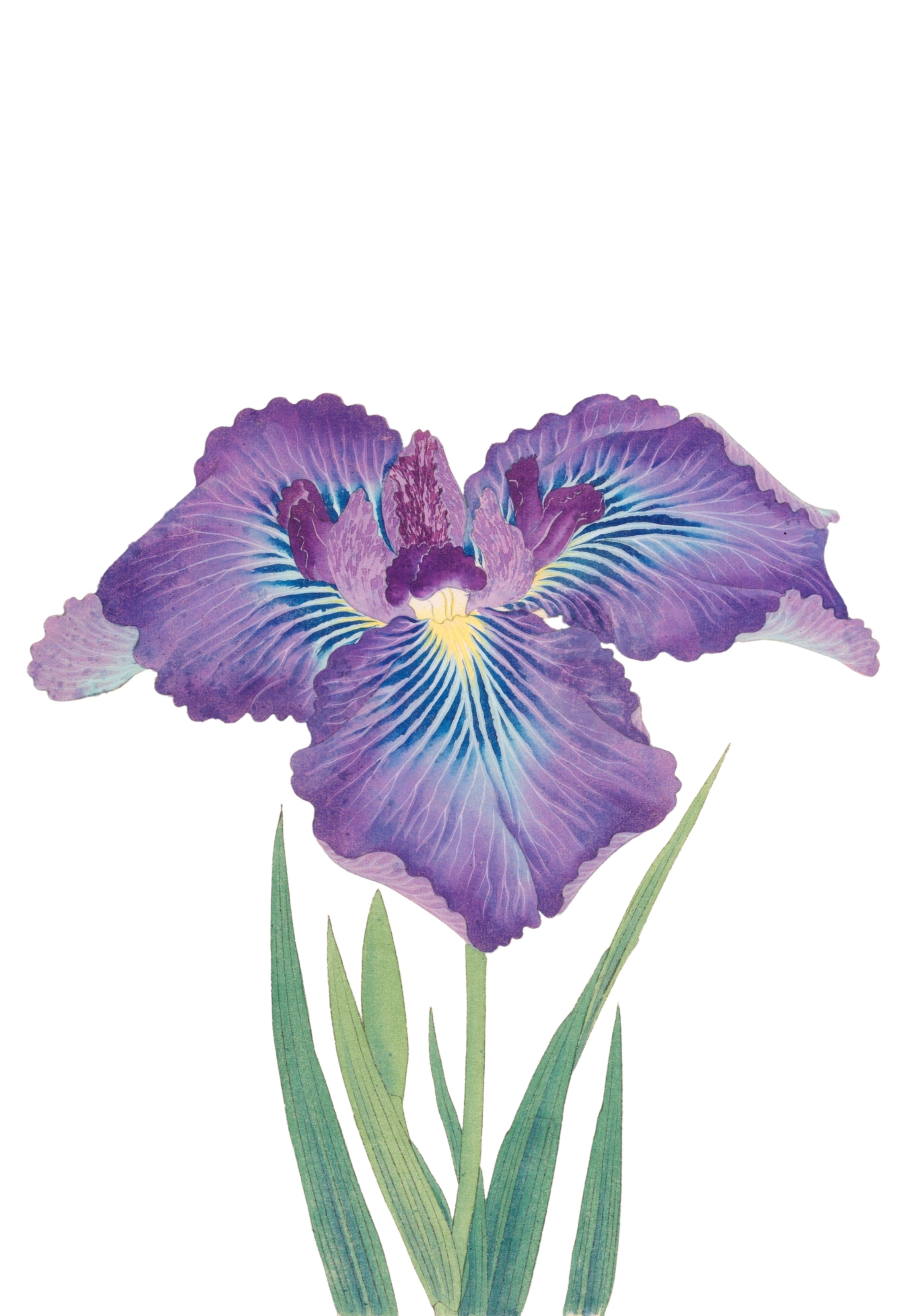 JAPANESE IRIS 22