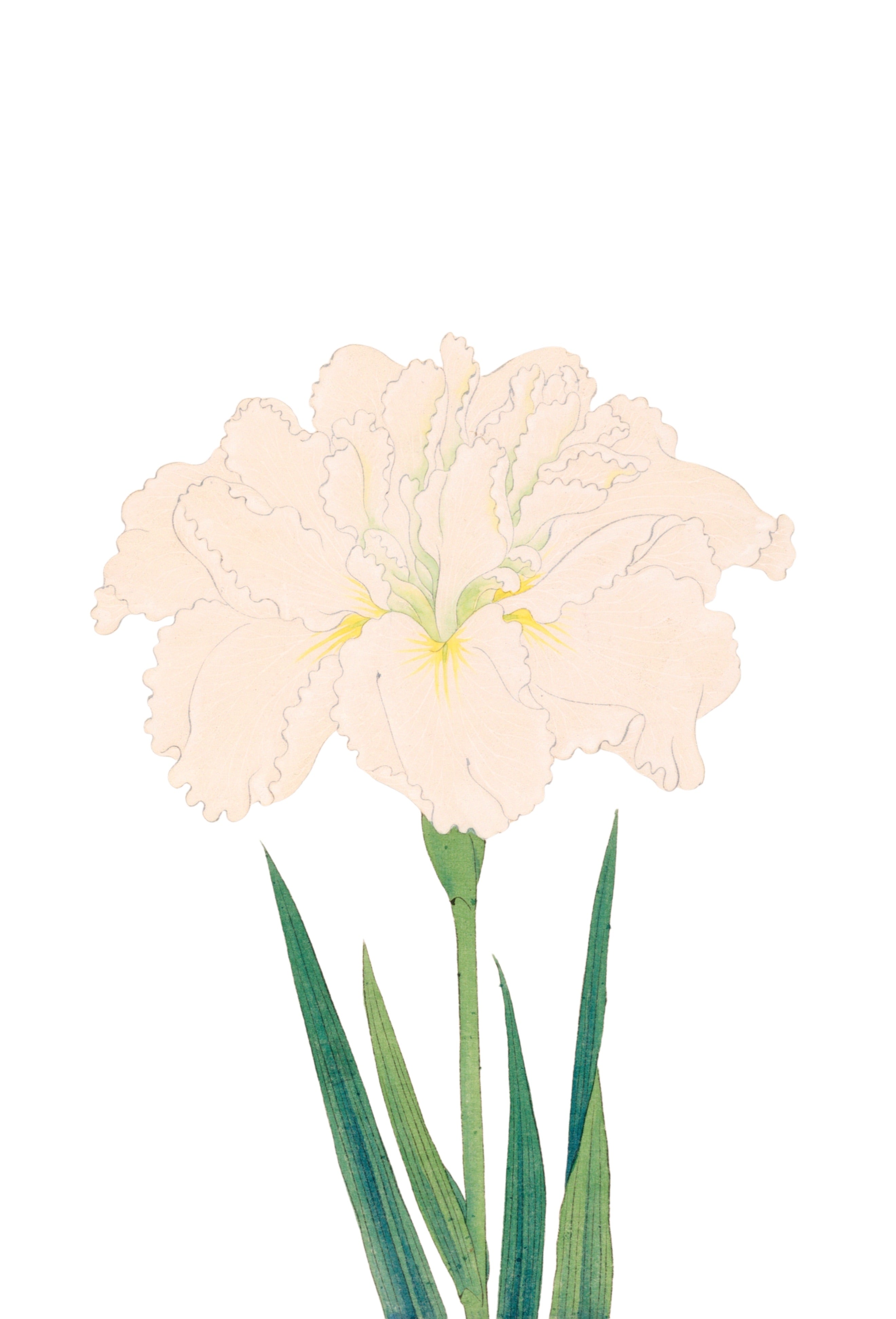 JAPANESE IRIS 23