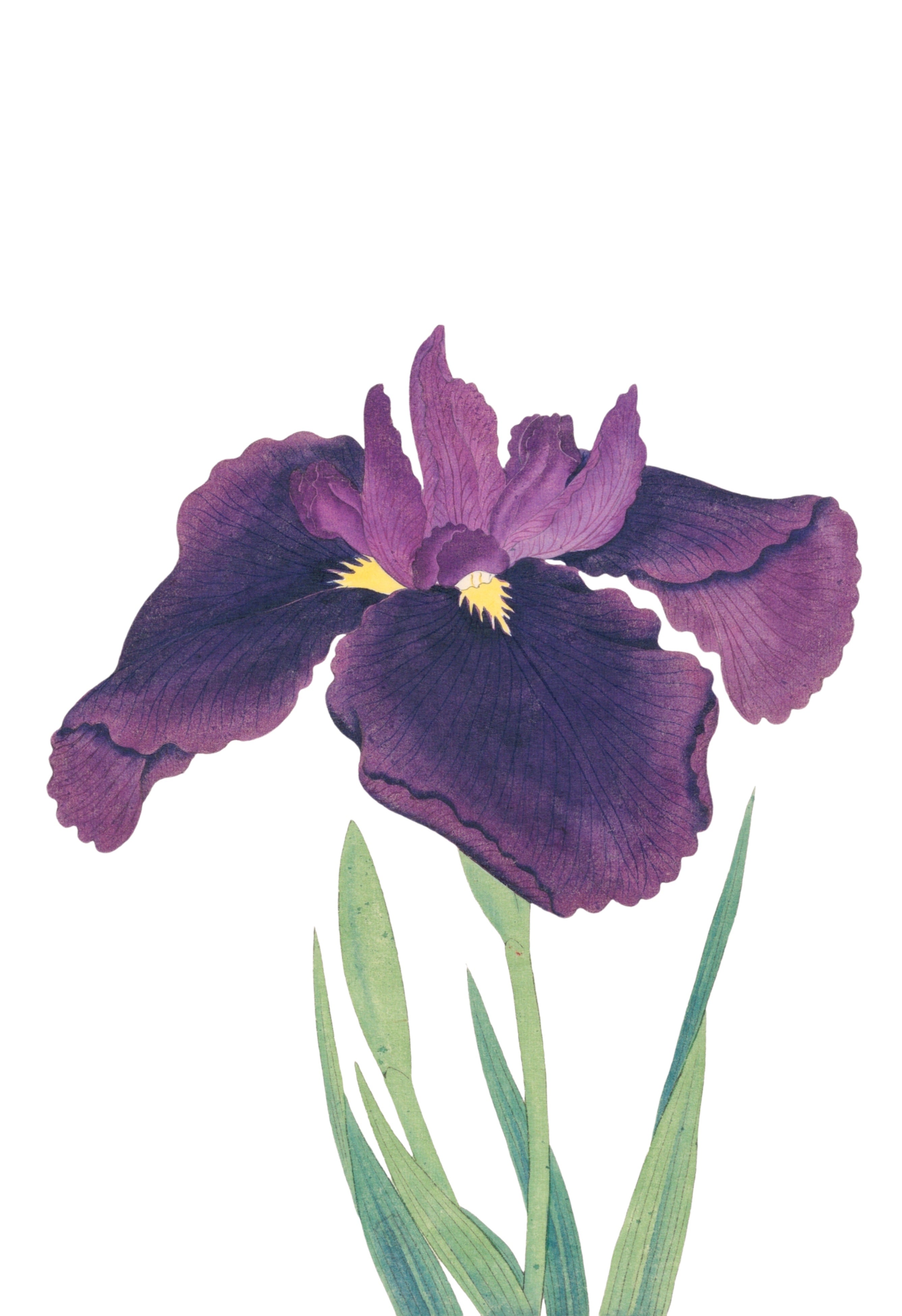 JAPANESE IRIS 25