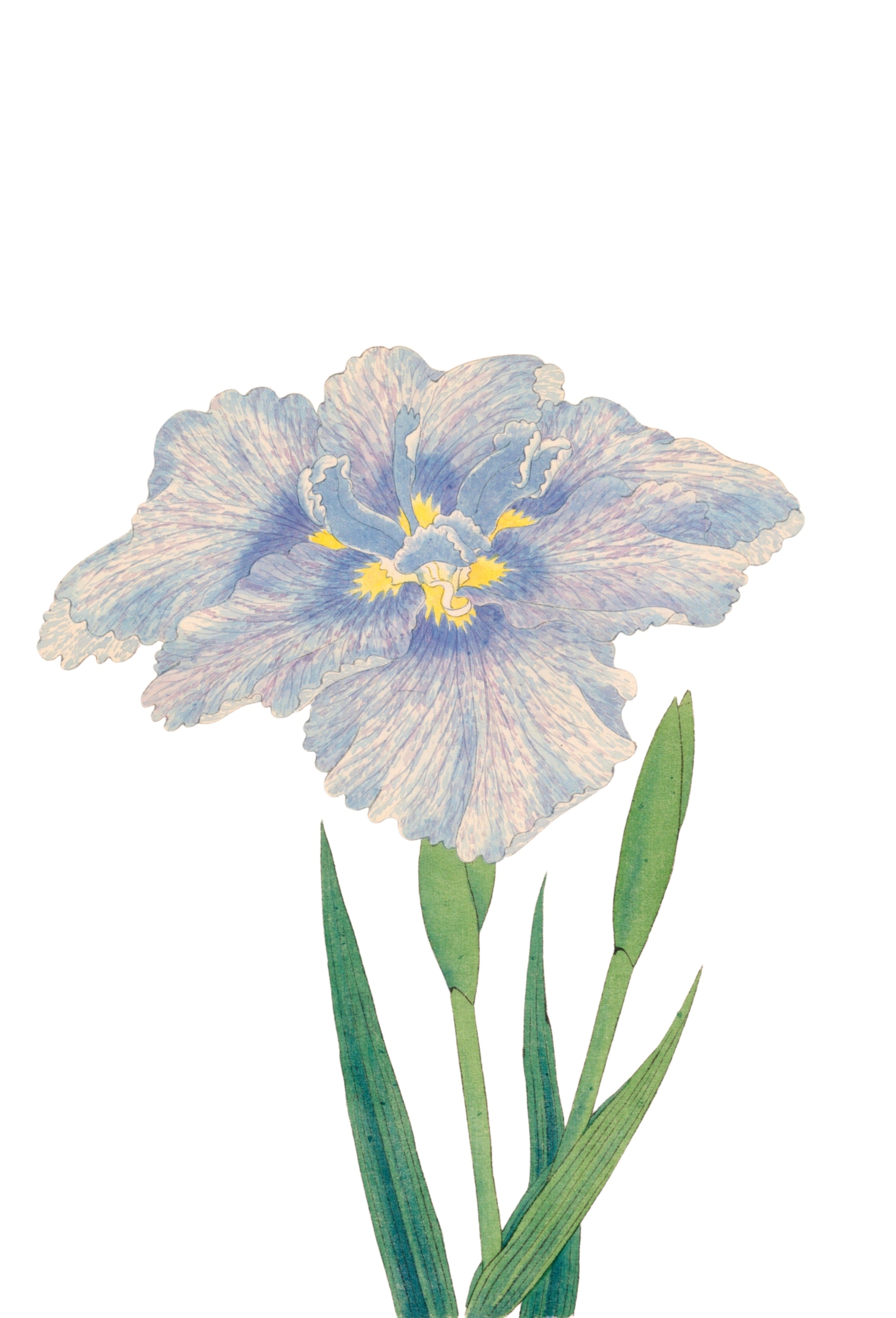 JAPANESE IRIS 27