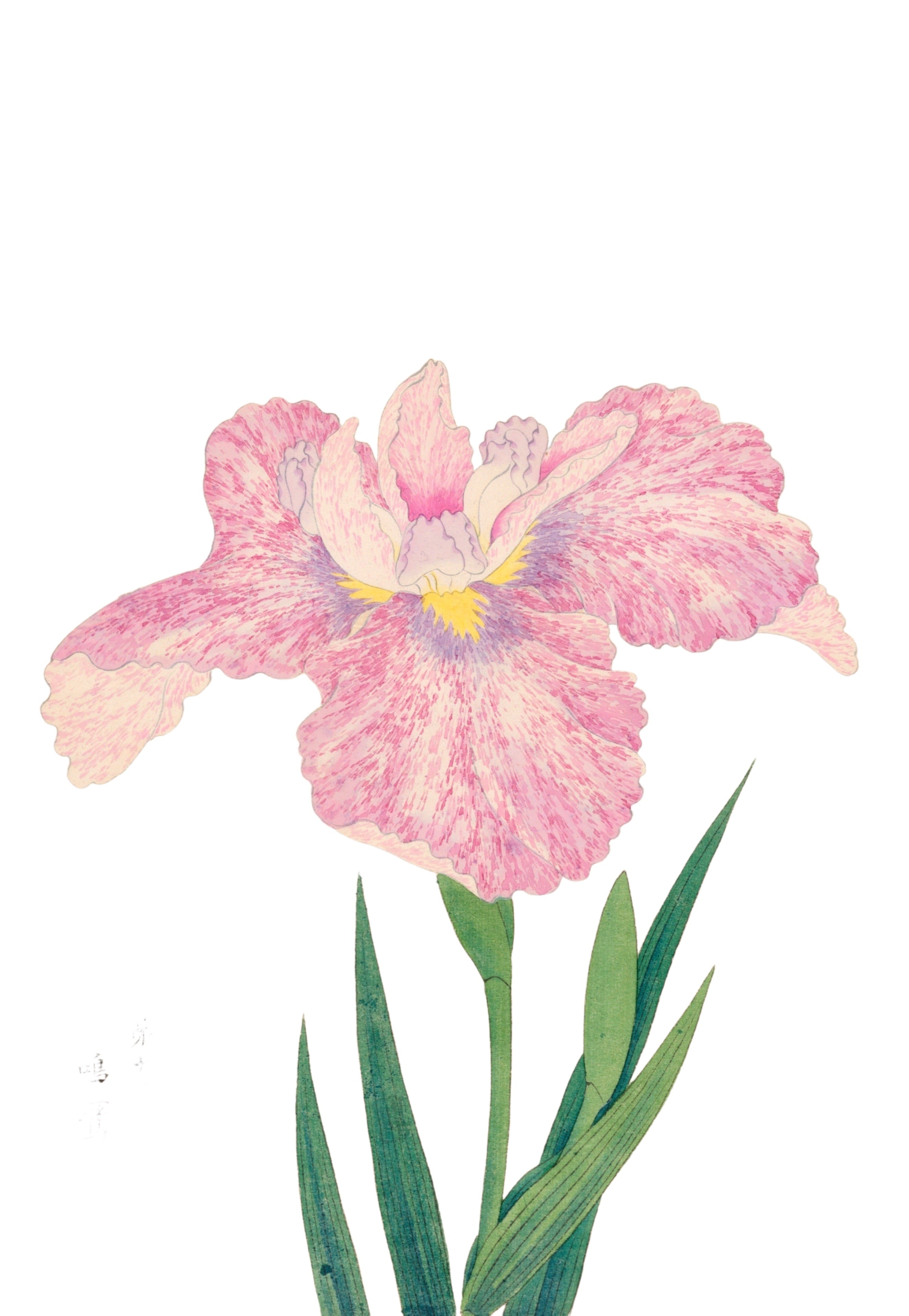 JAPANESE IRIS 2