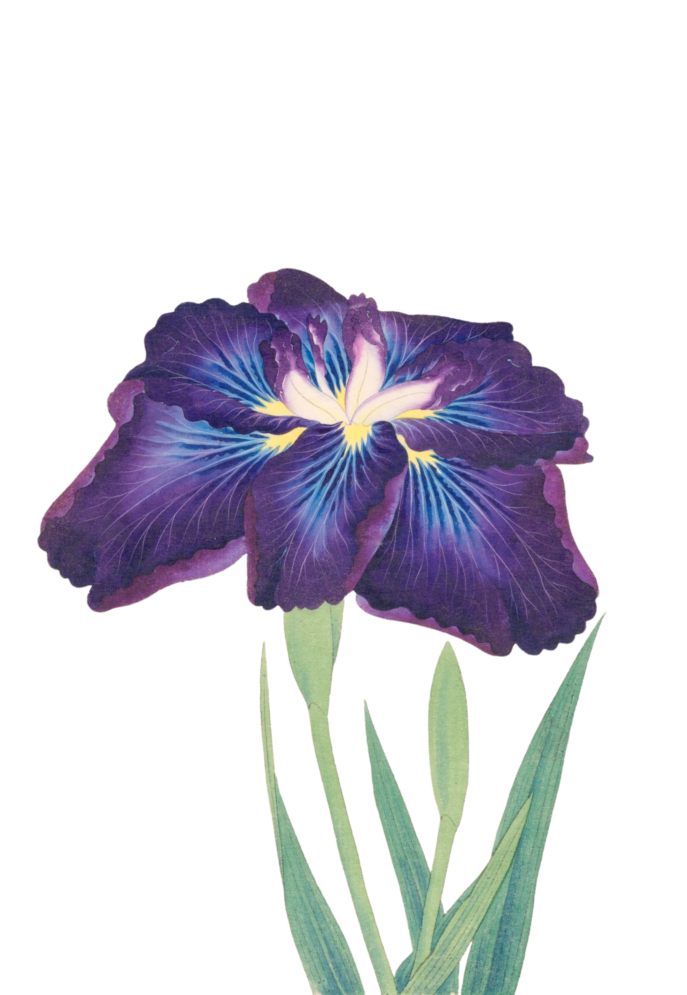 JAPANESE IRIS 3