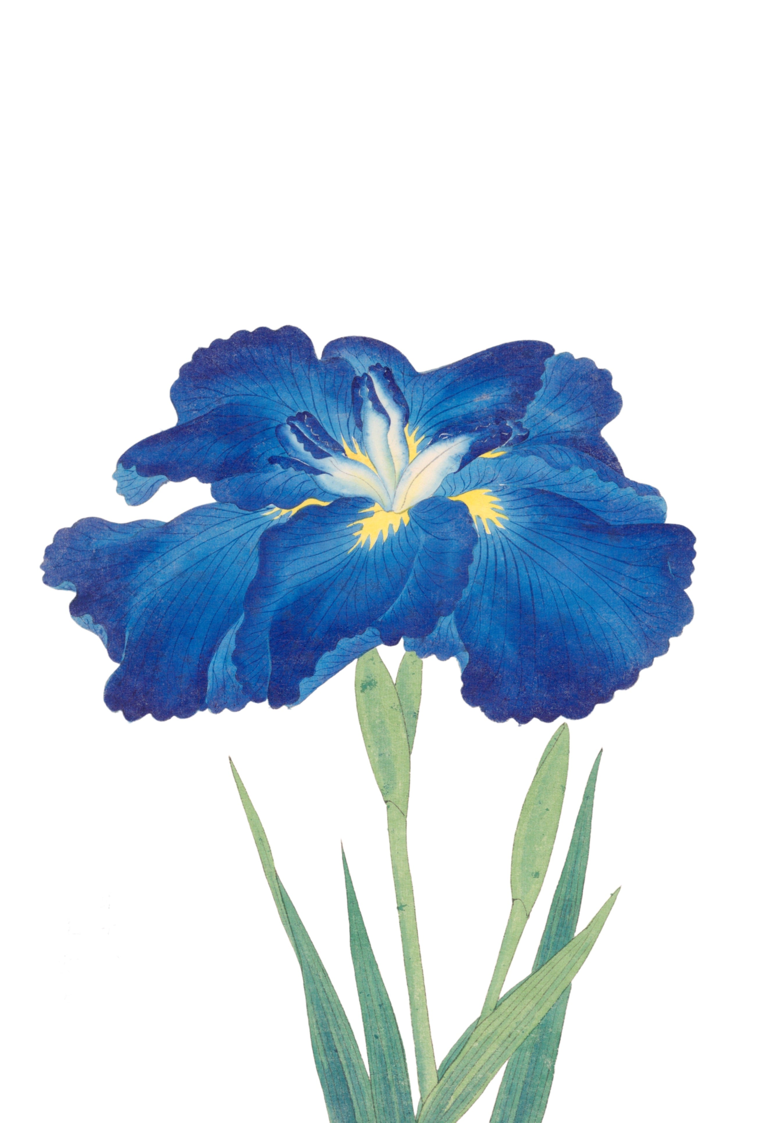 JAPANESE IRIS 31