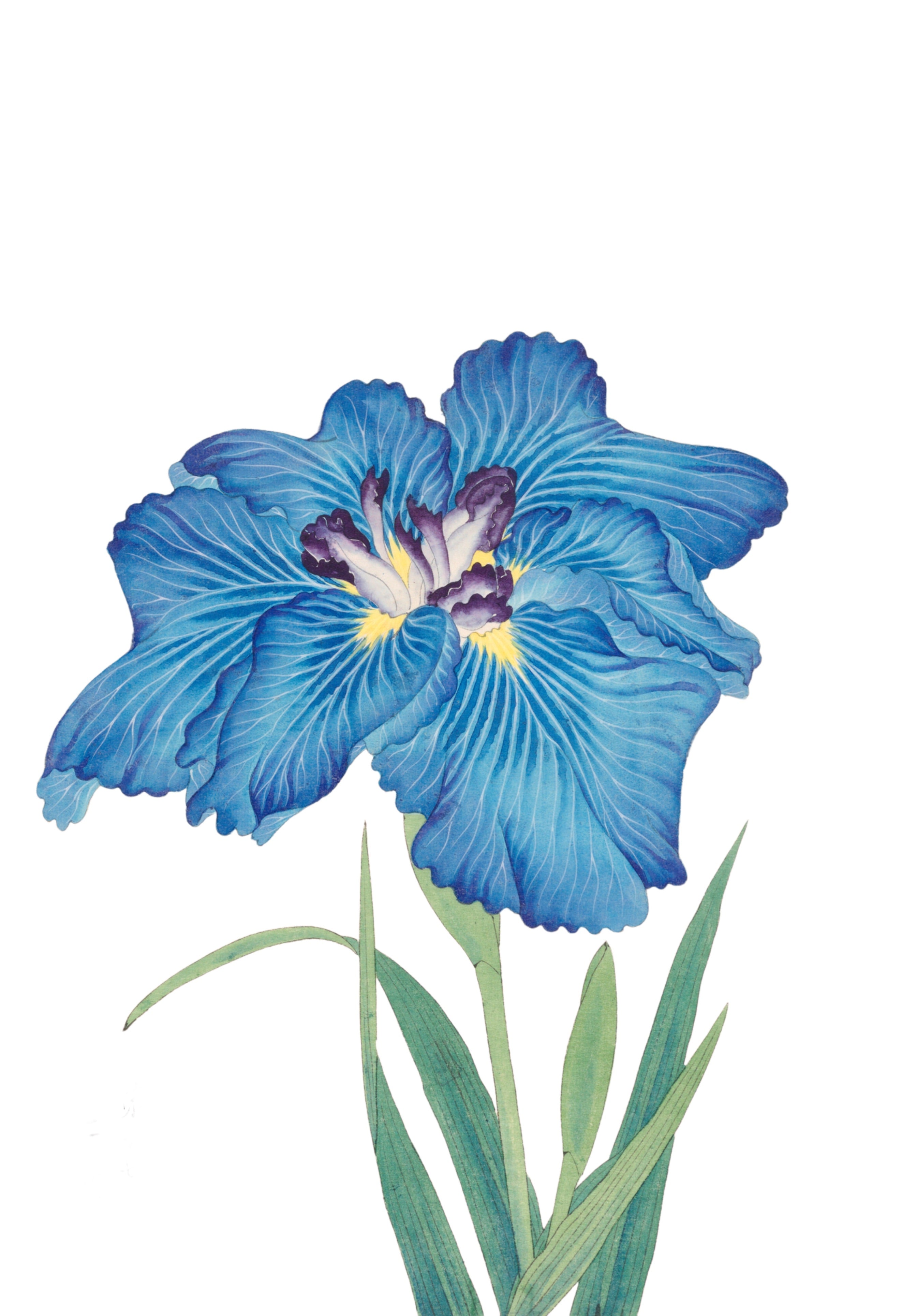 JAPANESE IRIS 32