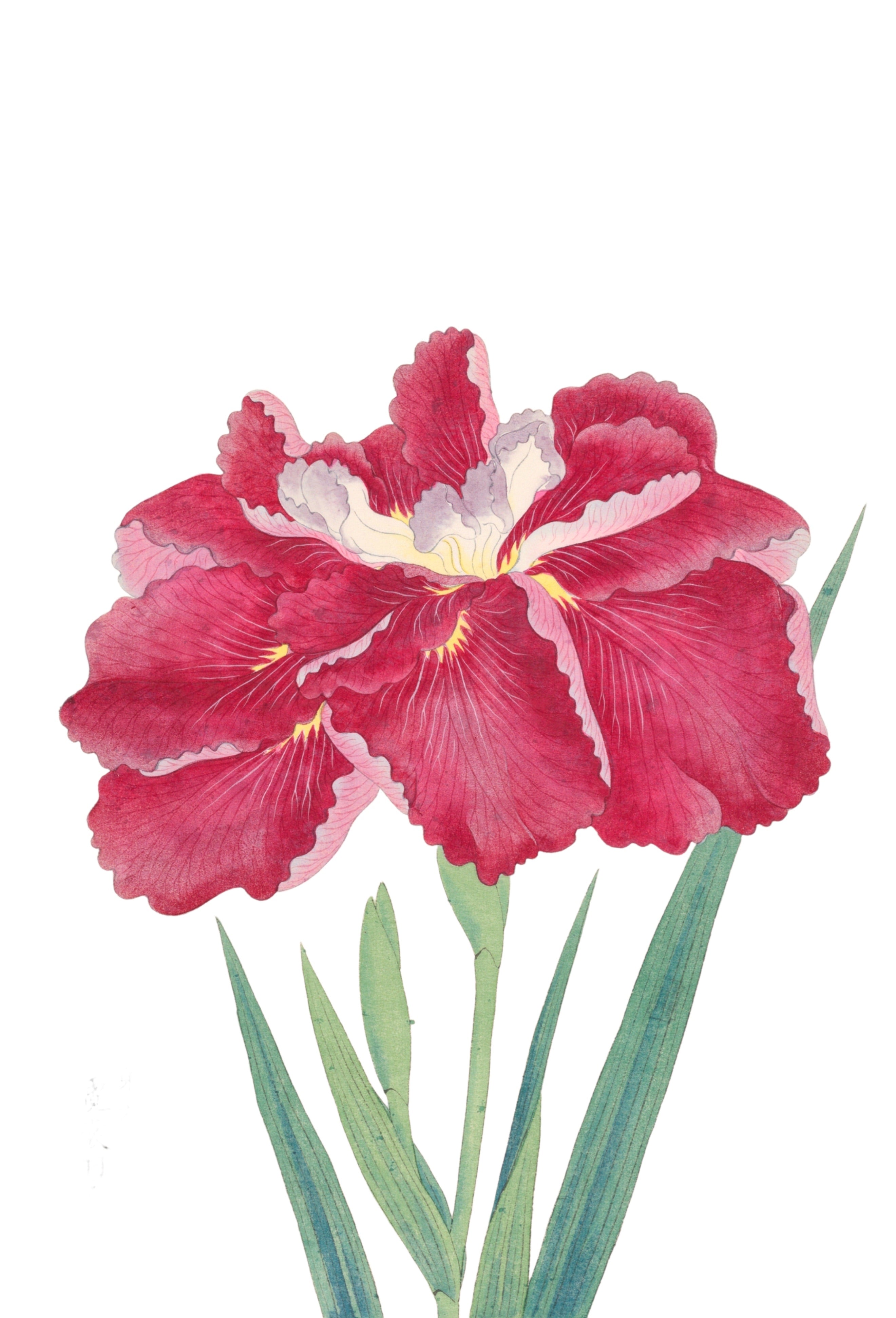 JAPANESE IRIS 35