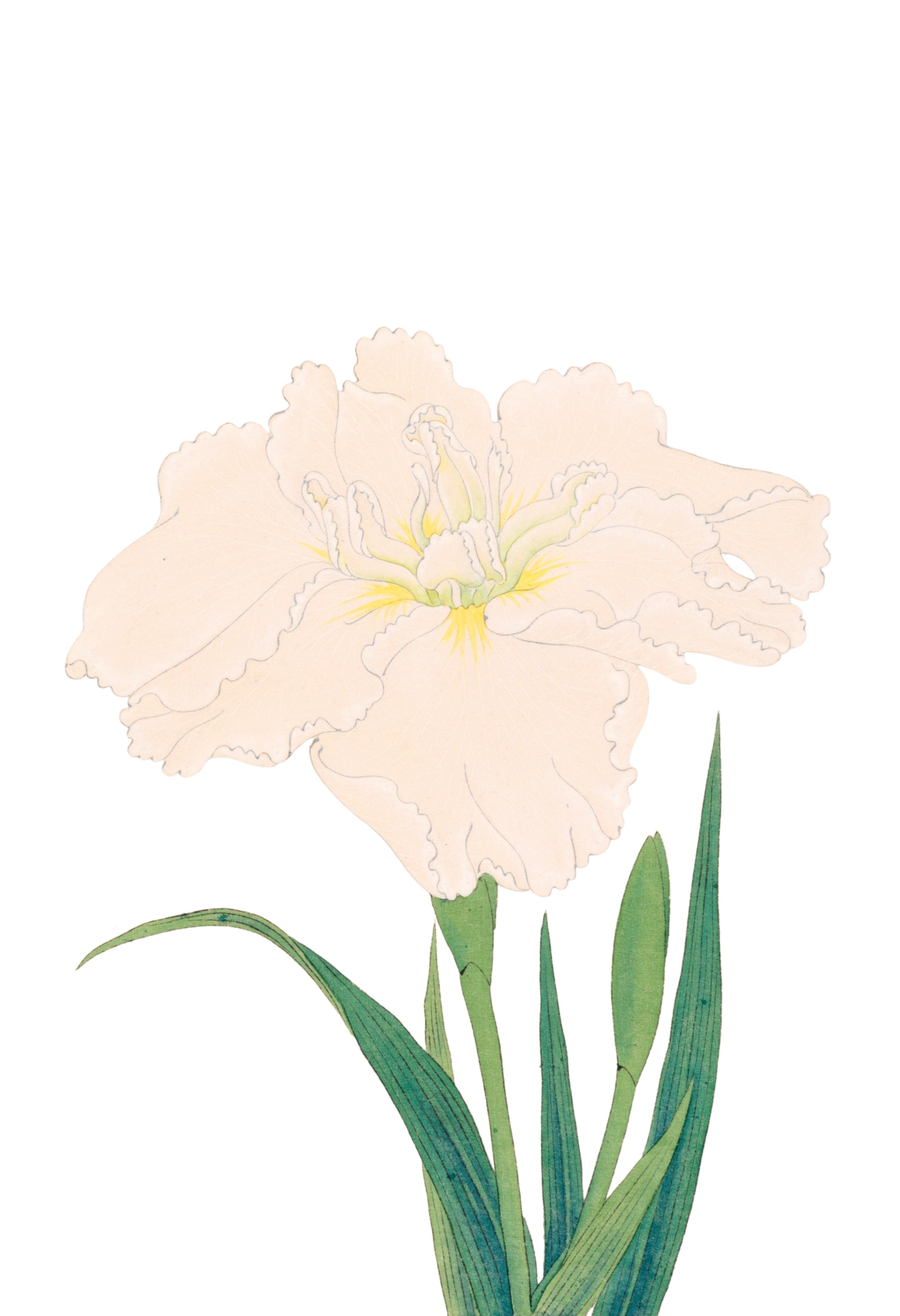 JAPANESE IRIS 37