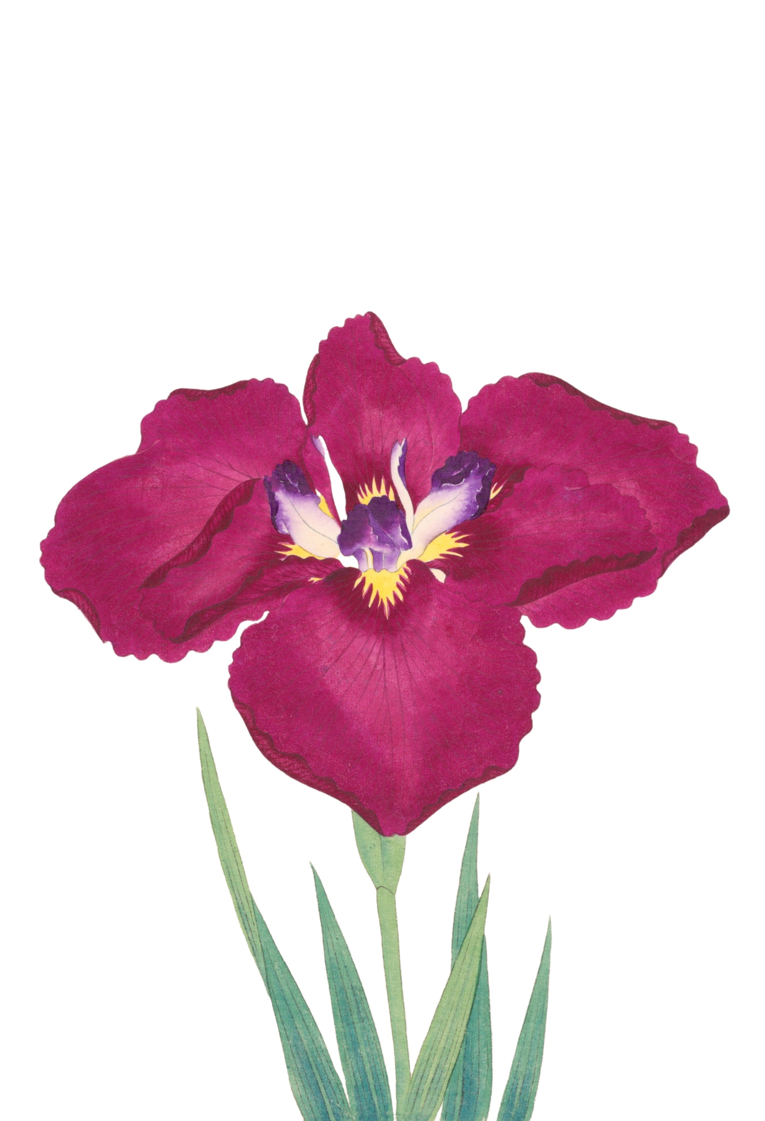 JAPANESE IRIS 39