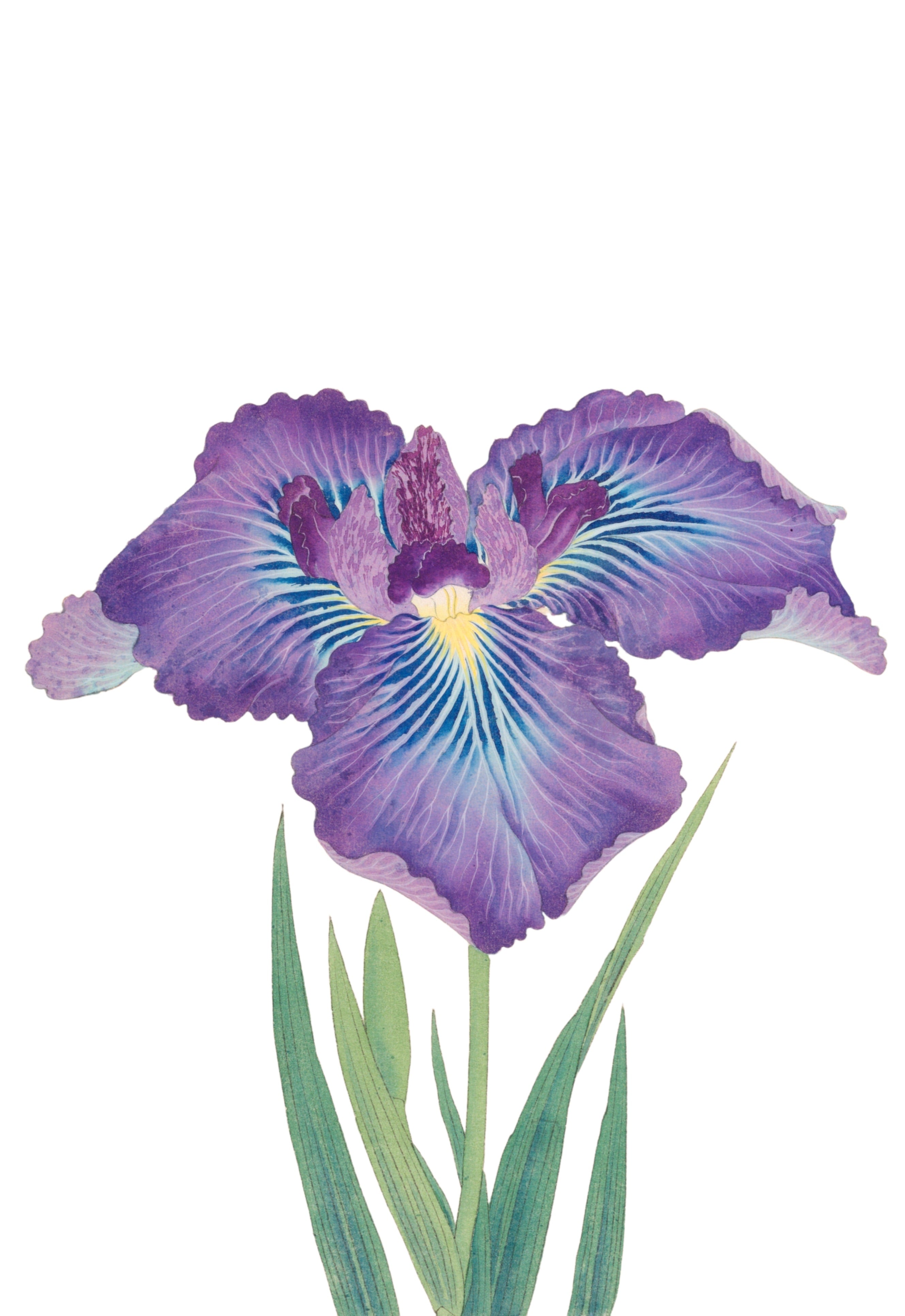 JAPANESE IRIS 41