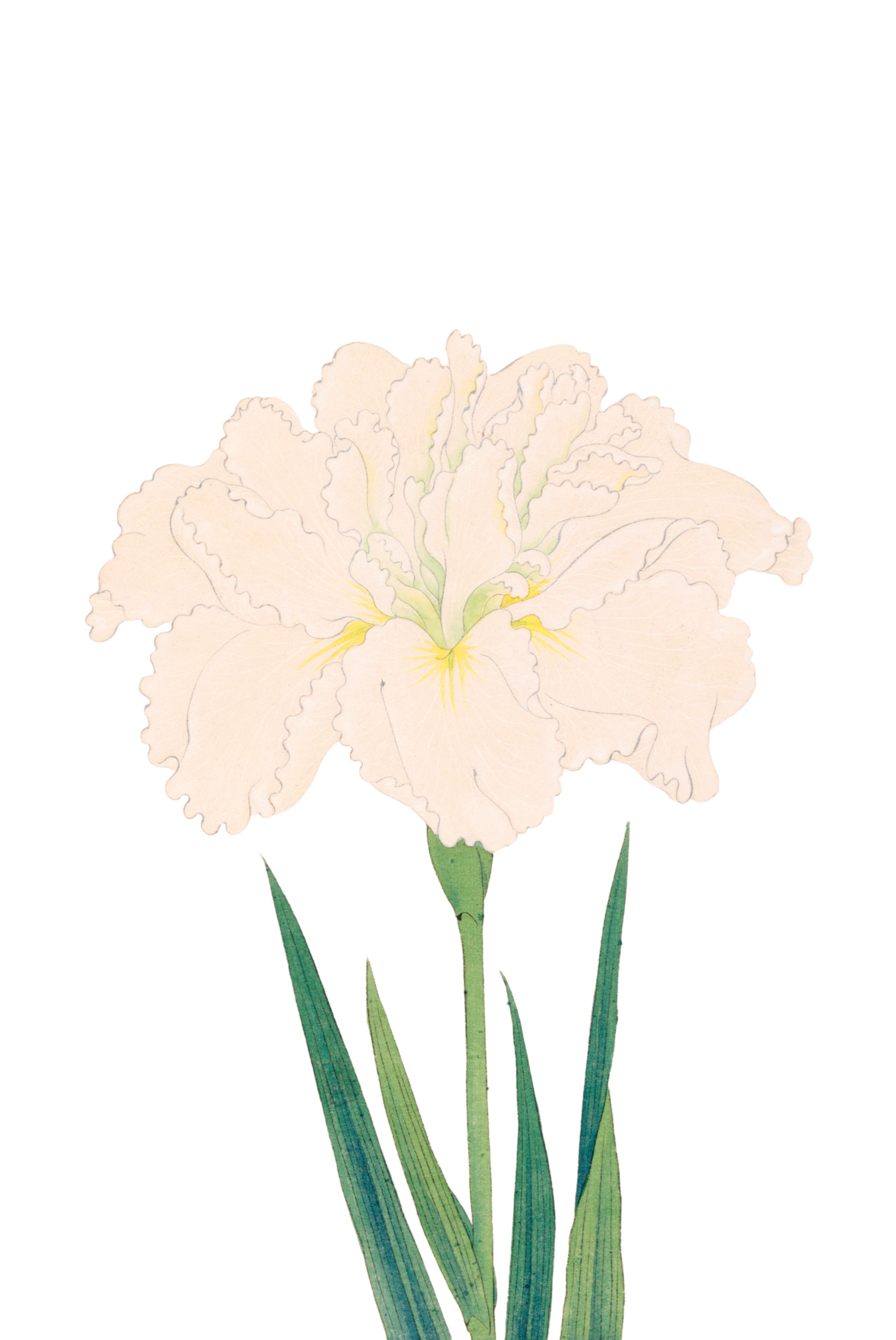 JAPANESE IRIS 42