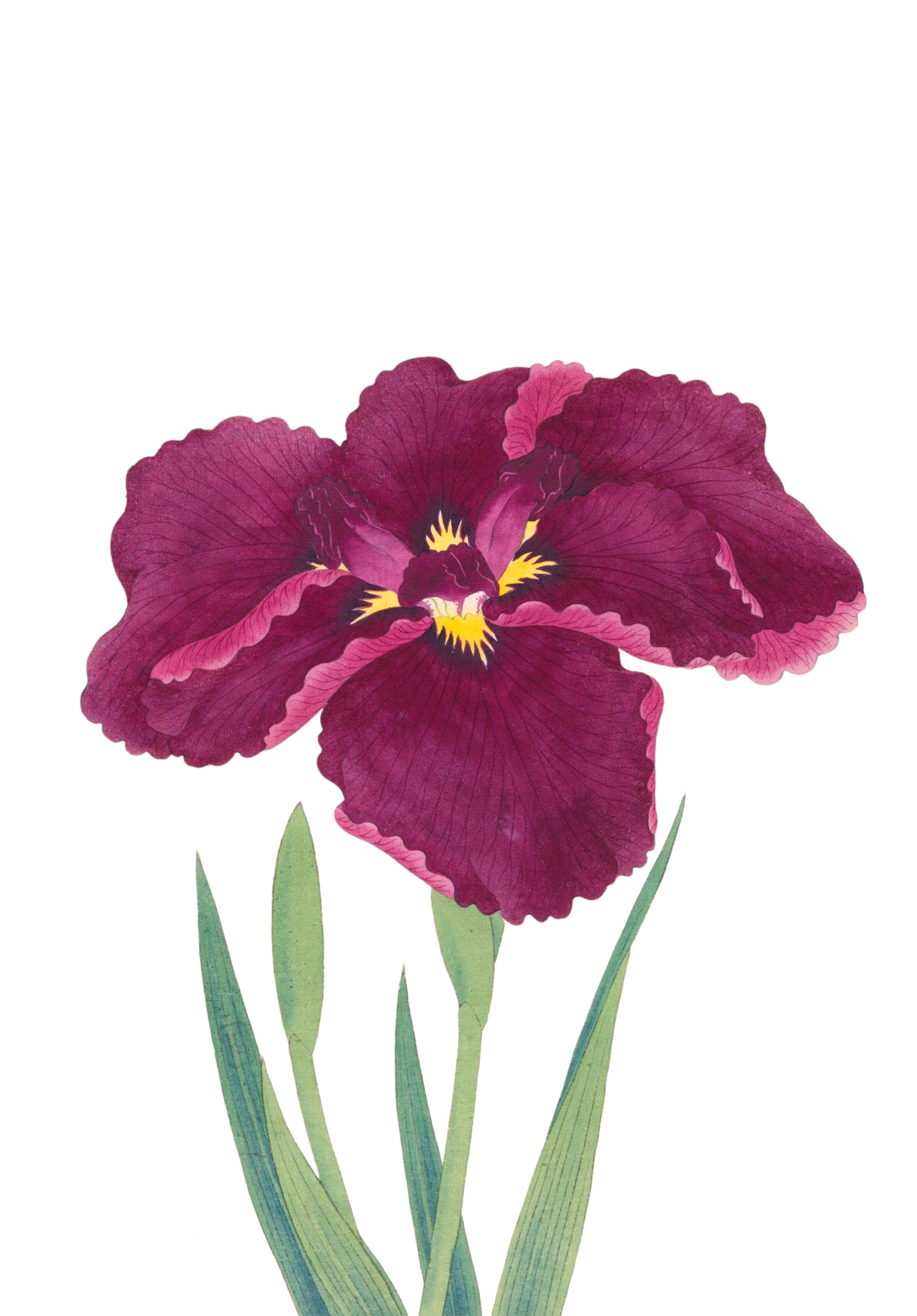 JAPANESE IRIS 5