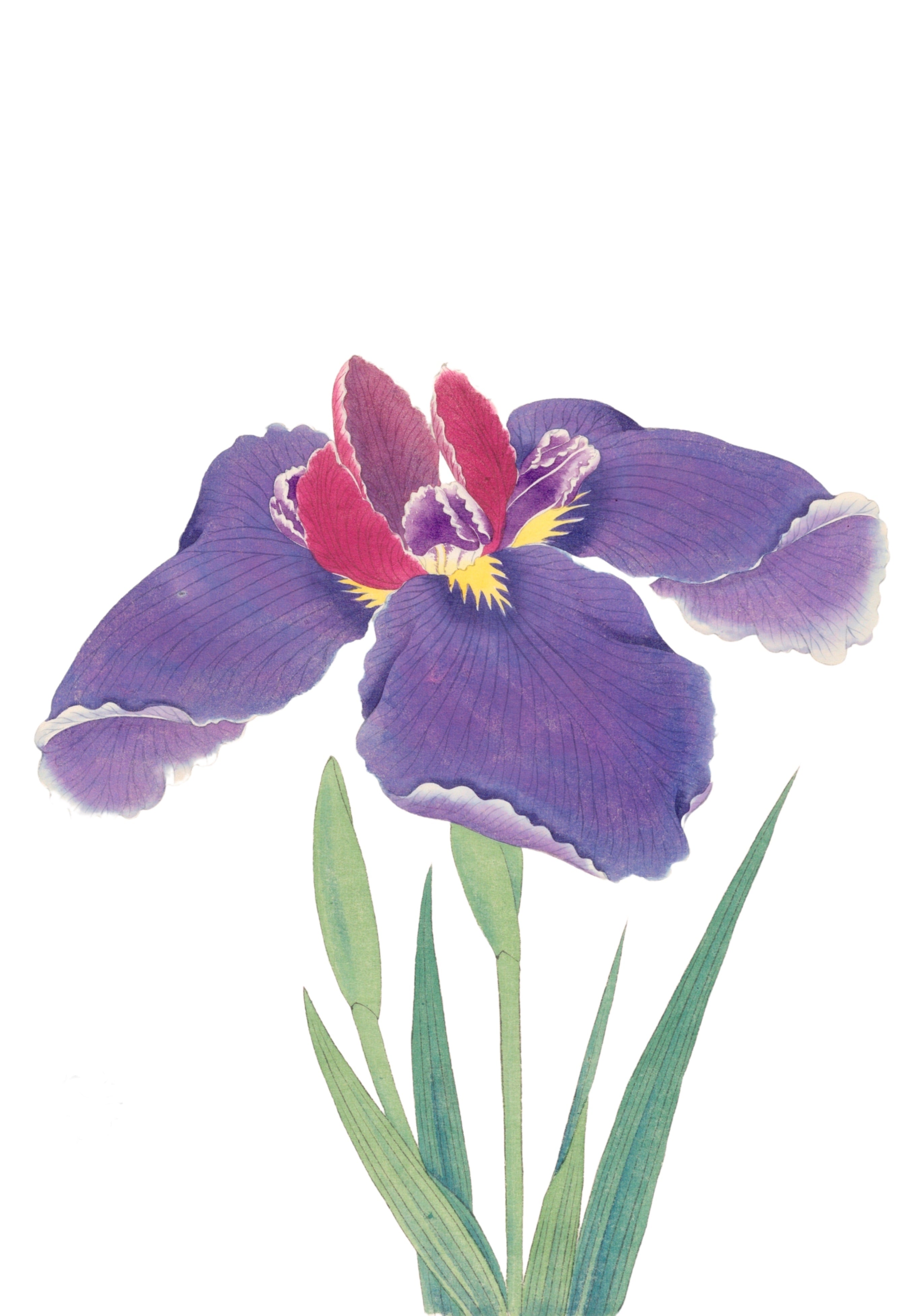 JAPANESE IRIS 6