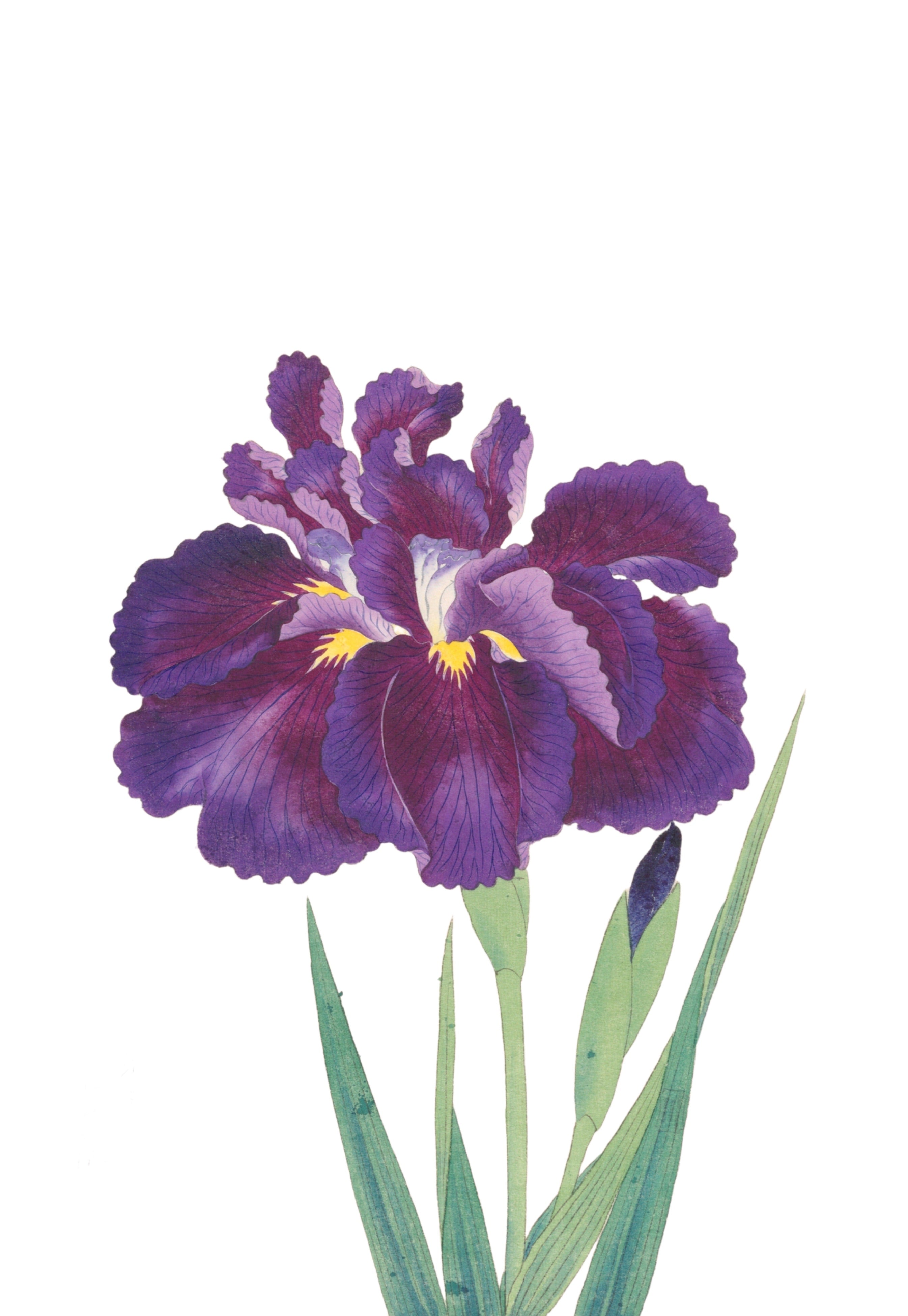 JAPANESE IRIS 7