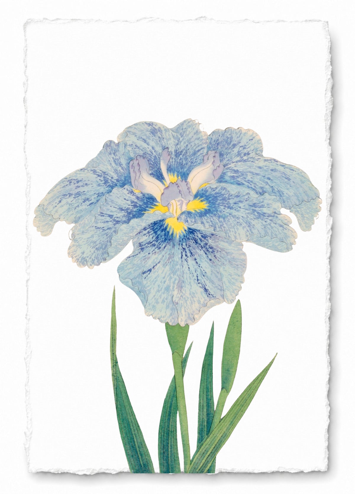 JAPANESE IRIS 14