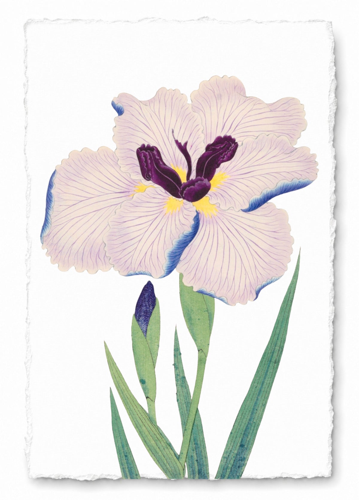 JAPANESE IRIS 20