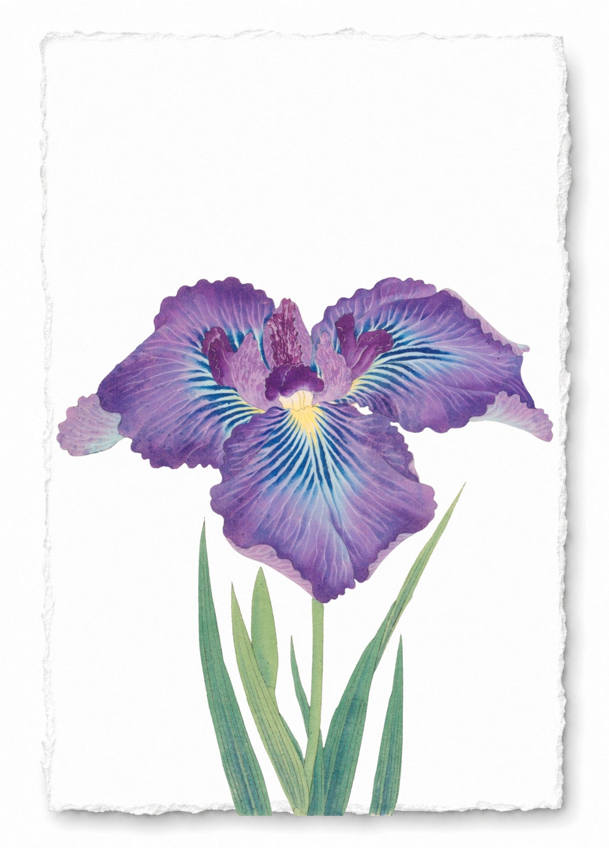 JAPANESE IRIS 22
