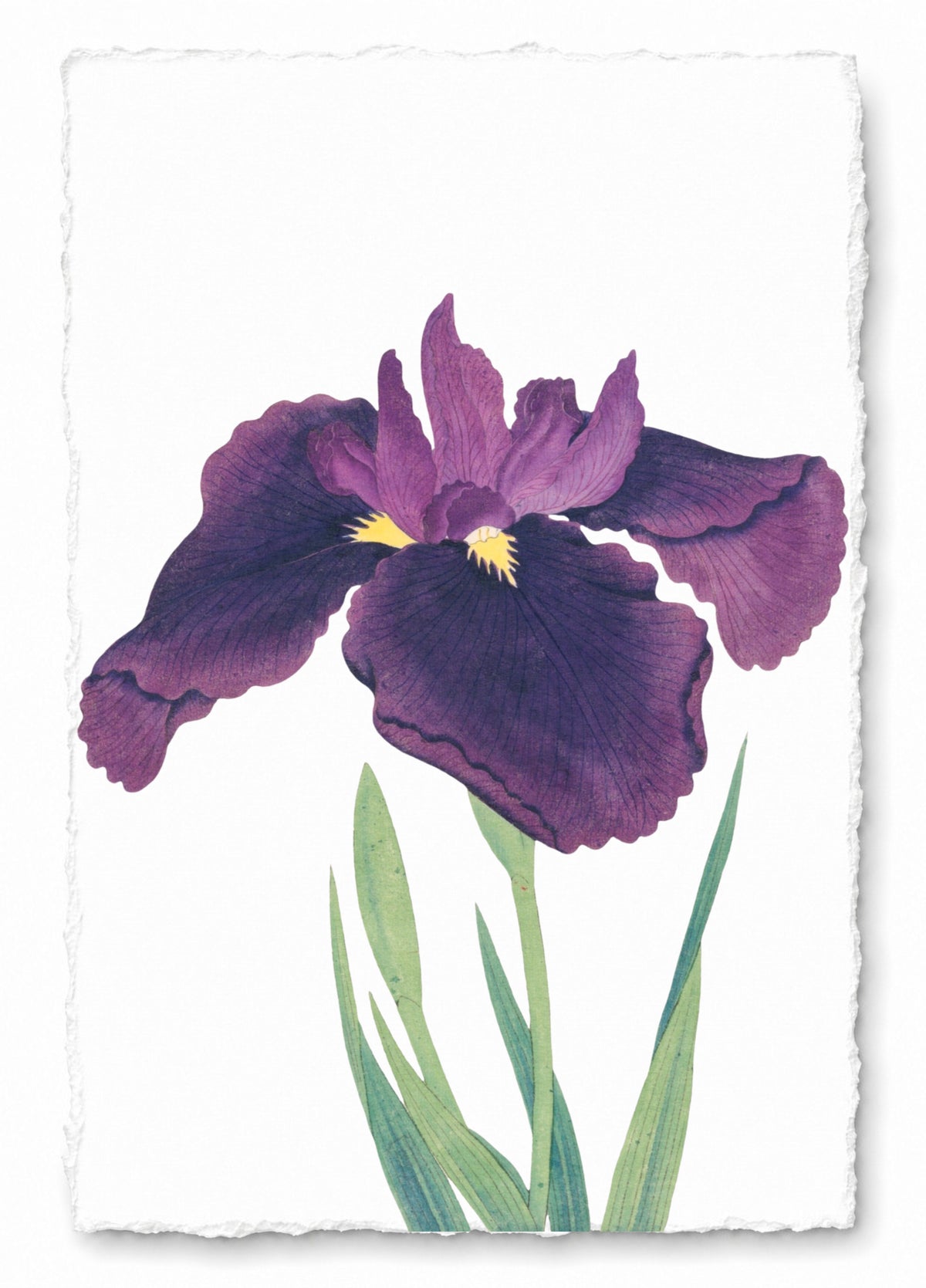 JAPANESE IRIS 25