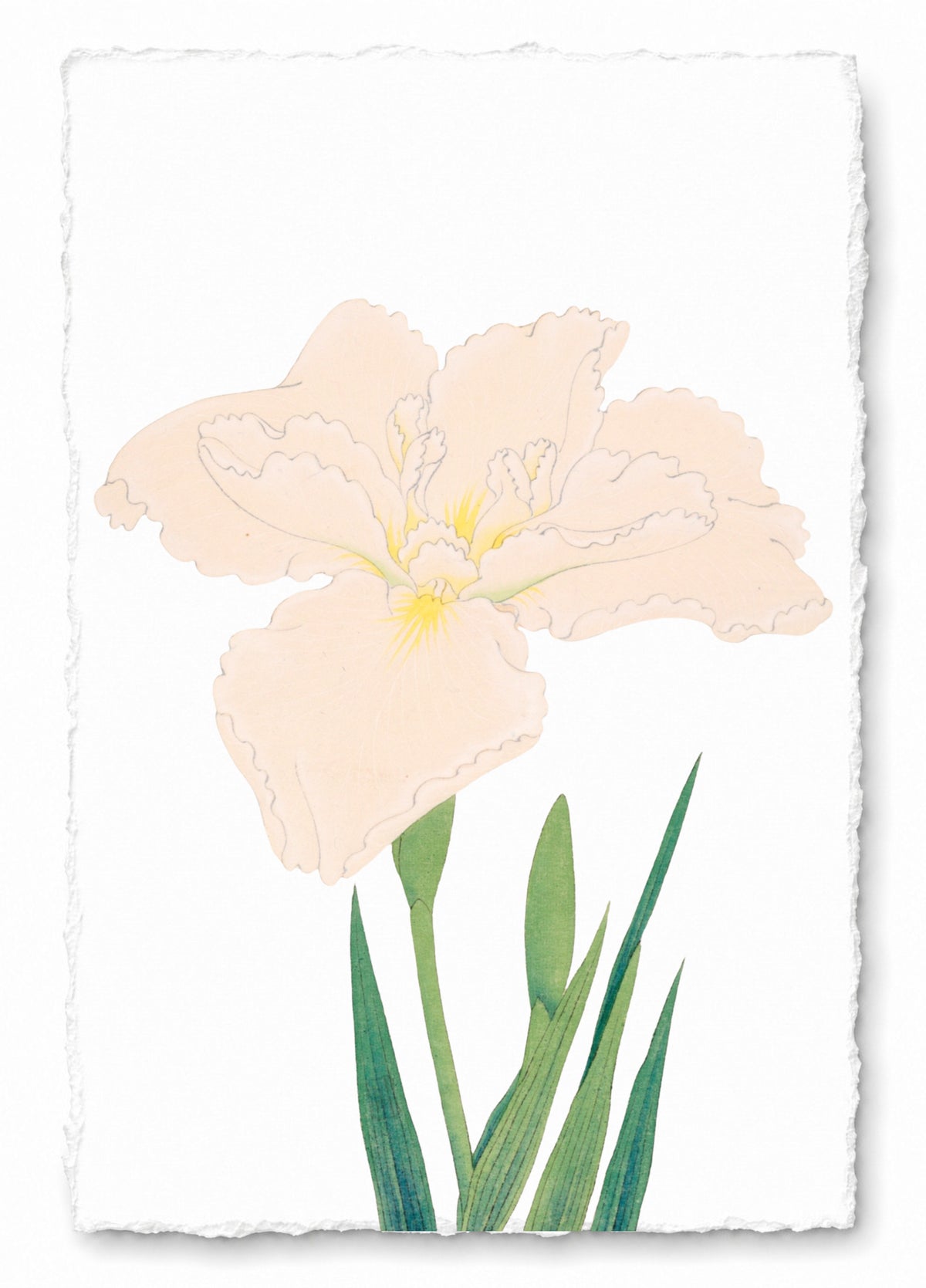 JAPANESE IRIS 40
