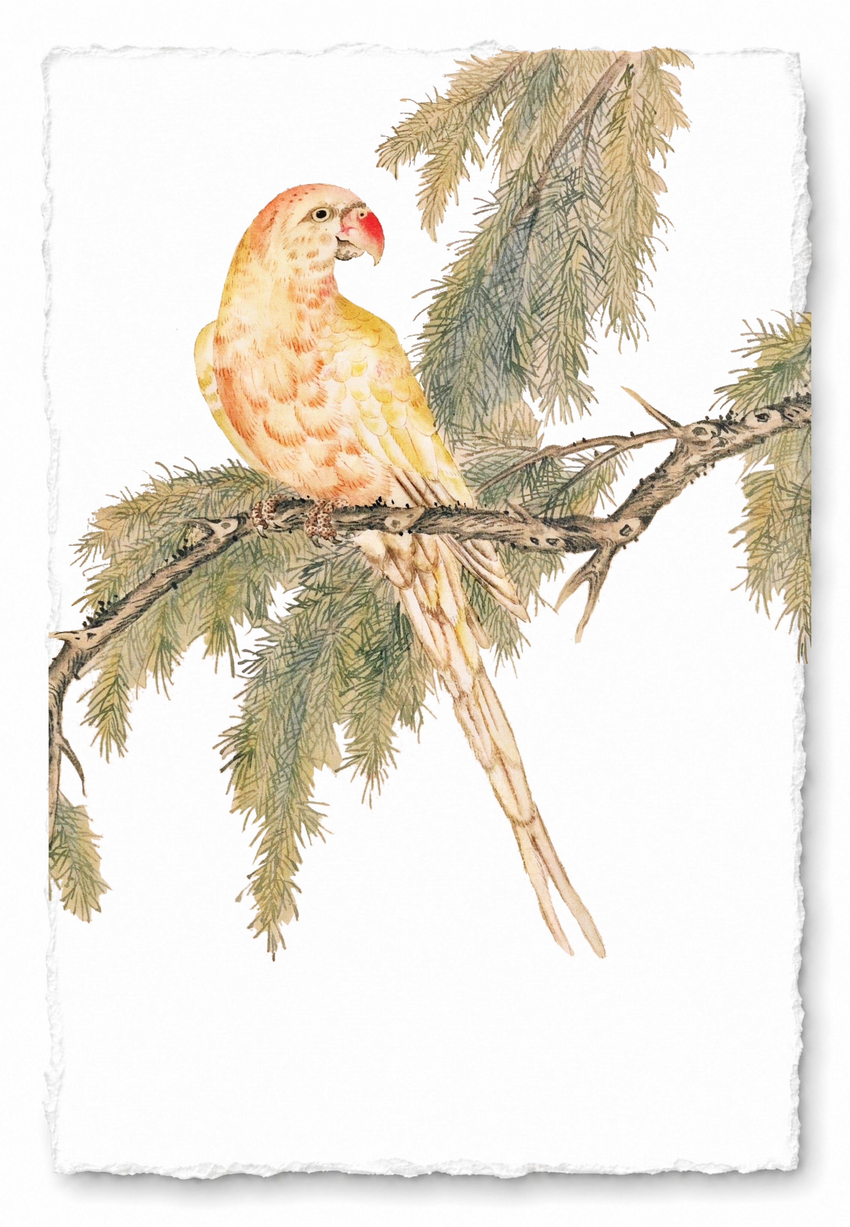 JAPANESE BIRDS 14