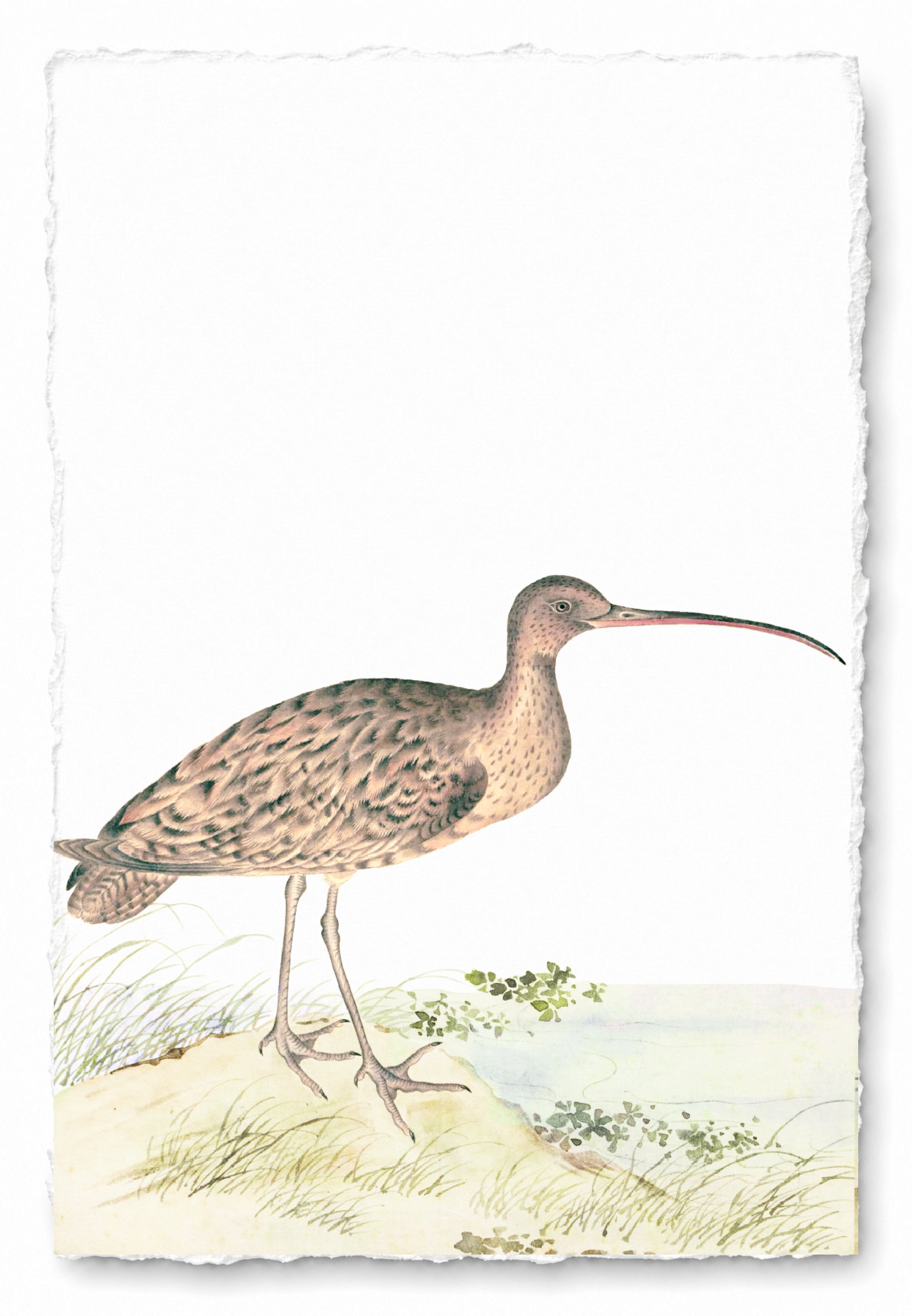 JAPANESE BIRDS 16